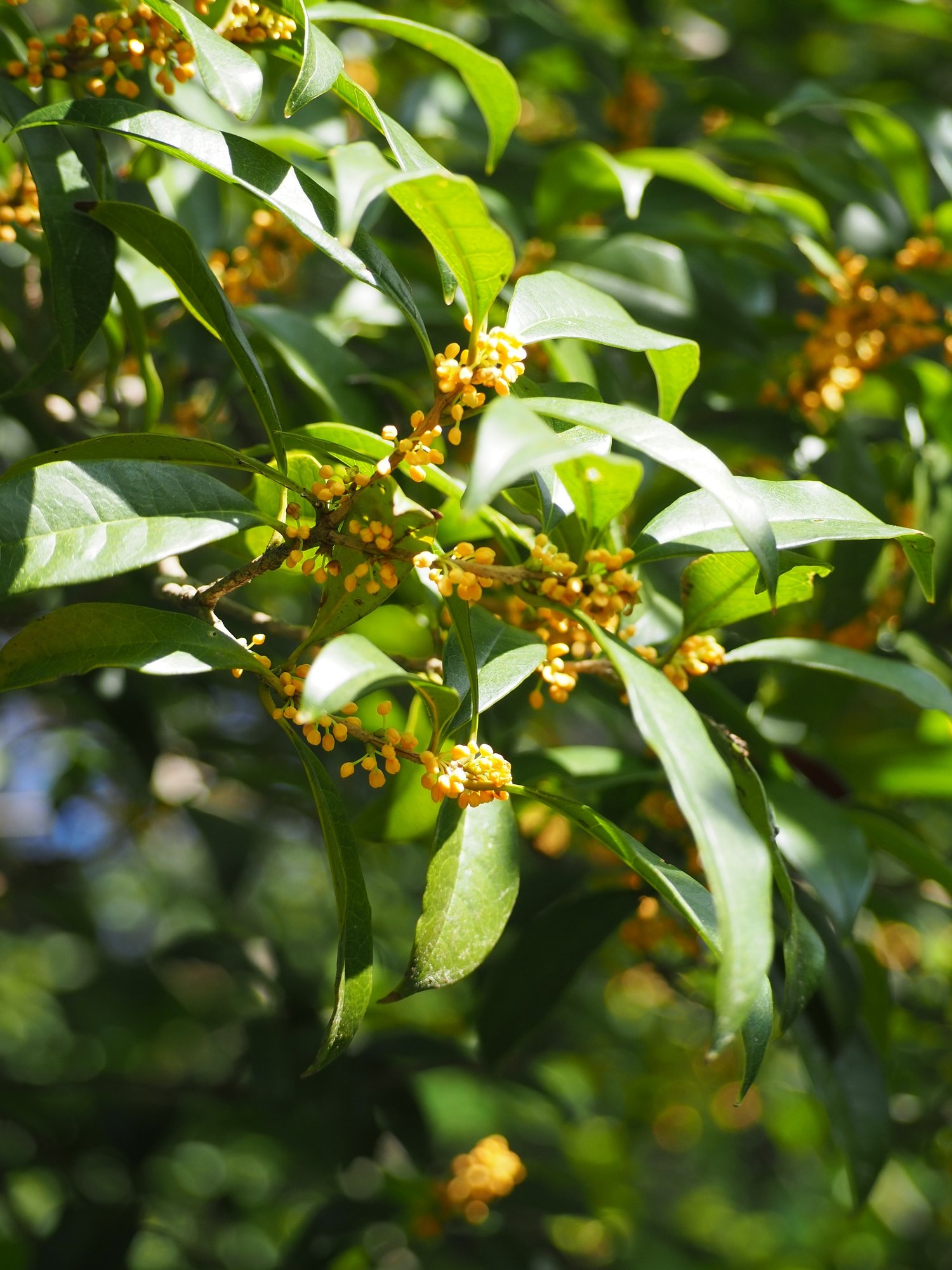 朝 歩いているときに ふと金木犀の香りがした 散歩写真 ゆうほ Note 朝 歩いているときに ふと金木犀の香りがした 散歩写真 ゆうほ Note