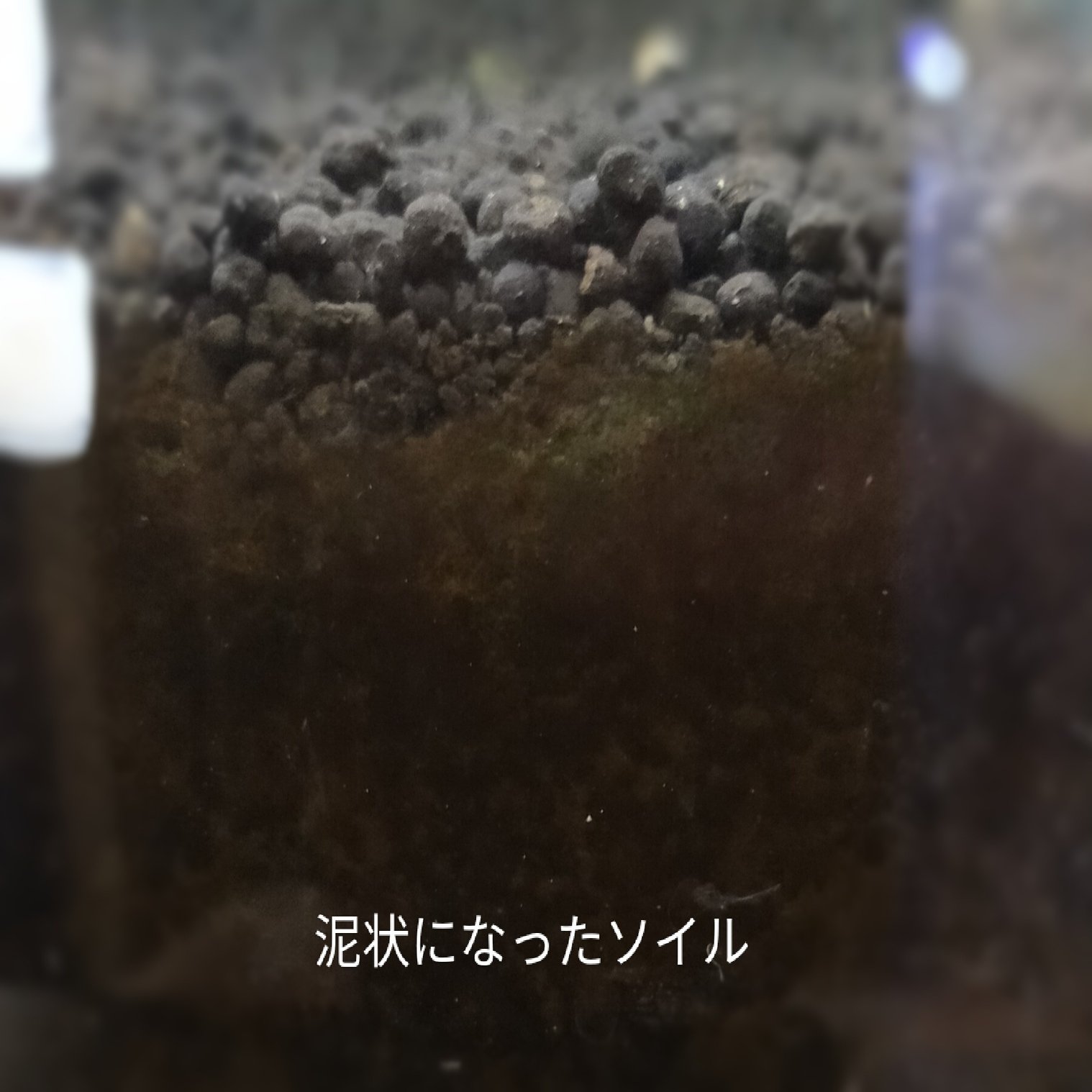 ソイルの寿命についてお話します アクアステージ21スナモ店 Note