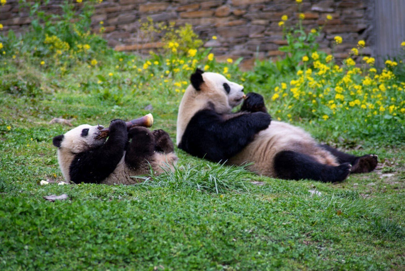 あなたの知らないパンダの世界】古代中国の伝承に残るパンダのような不思議な動物とは？ 文献からたどるパンダの足あと｜朝日新聞出版さんぽ