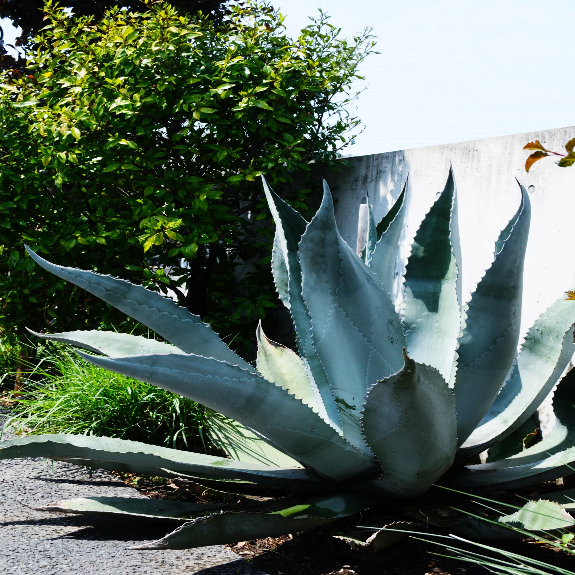 連載記事まとめ】乙庭好みの植材 アガベ関連記事｜太田敦雄 / 植栽家