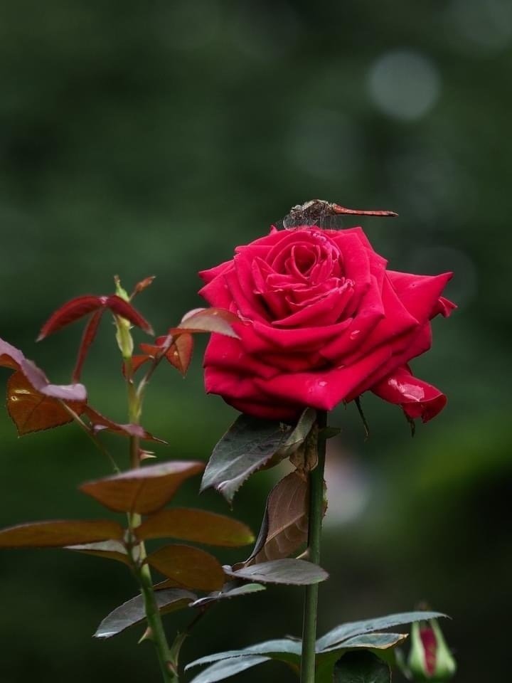 情熱的で印象的な赤の薔薇モチーフのラテンセットアップ 生花】60センチ指定 バラ サムライ(赤)【IT-23】 - 花材通販は