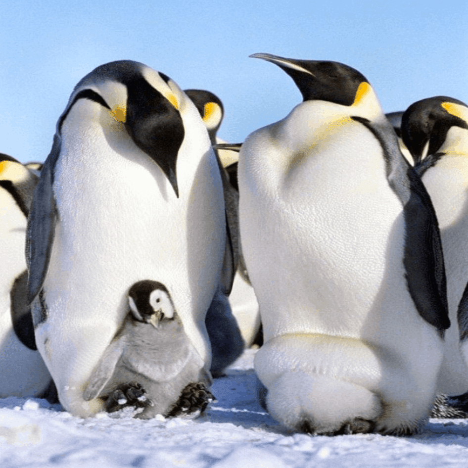 ４ヶ月も食べずに育児をする夫 Satoko スクーンカップ Note