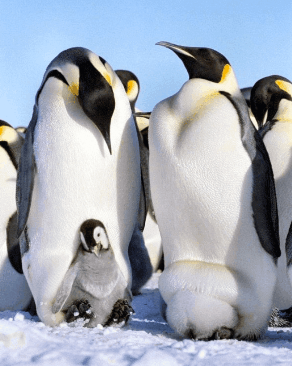 4ヶ月も食べずに育児をする夫 Satoko スクーンカップ Note 4ヶ月も食べずに育児をする夫 Satoko スクーンカップ Note