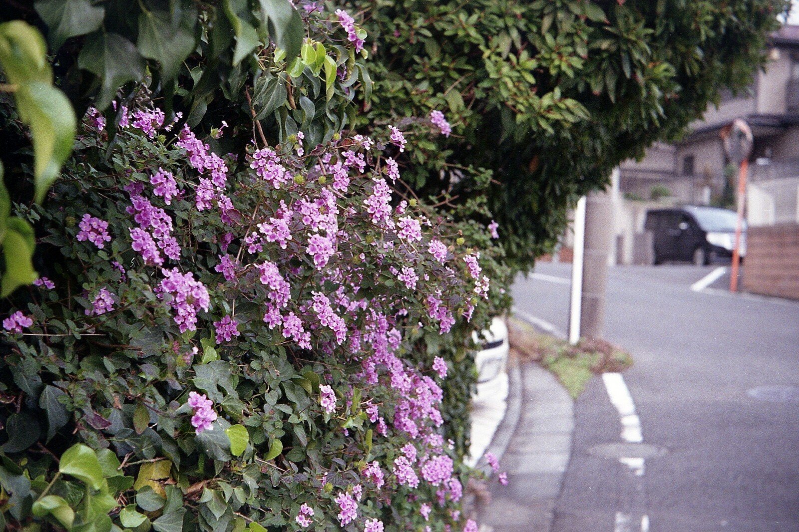 コダック レチネッテ Kodak Retinette｜robert_oku