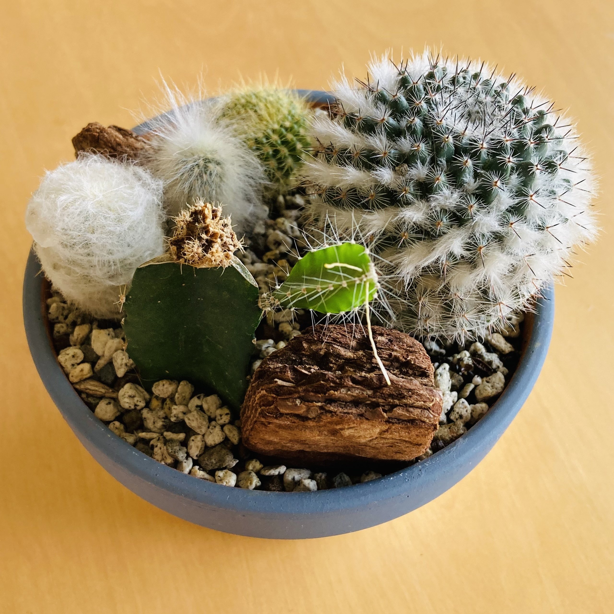 サボテン サボテンの季節になりました^_^ 温度最高30度 最低18度くらいお水