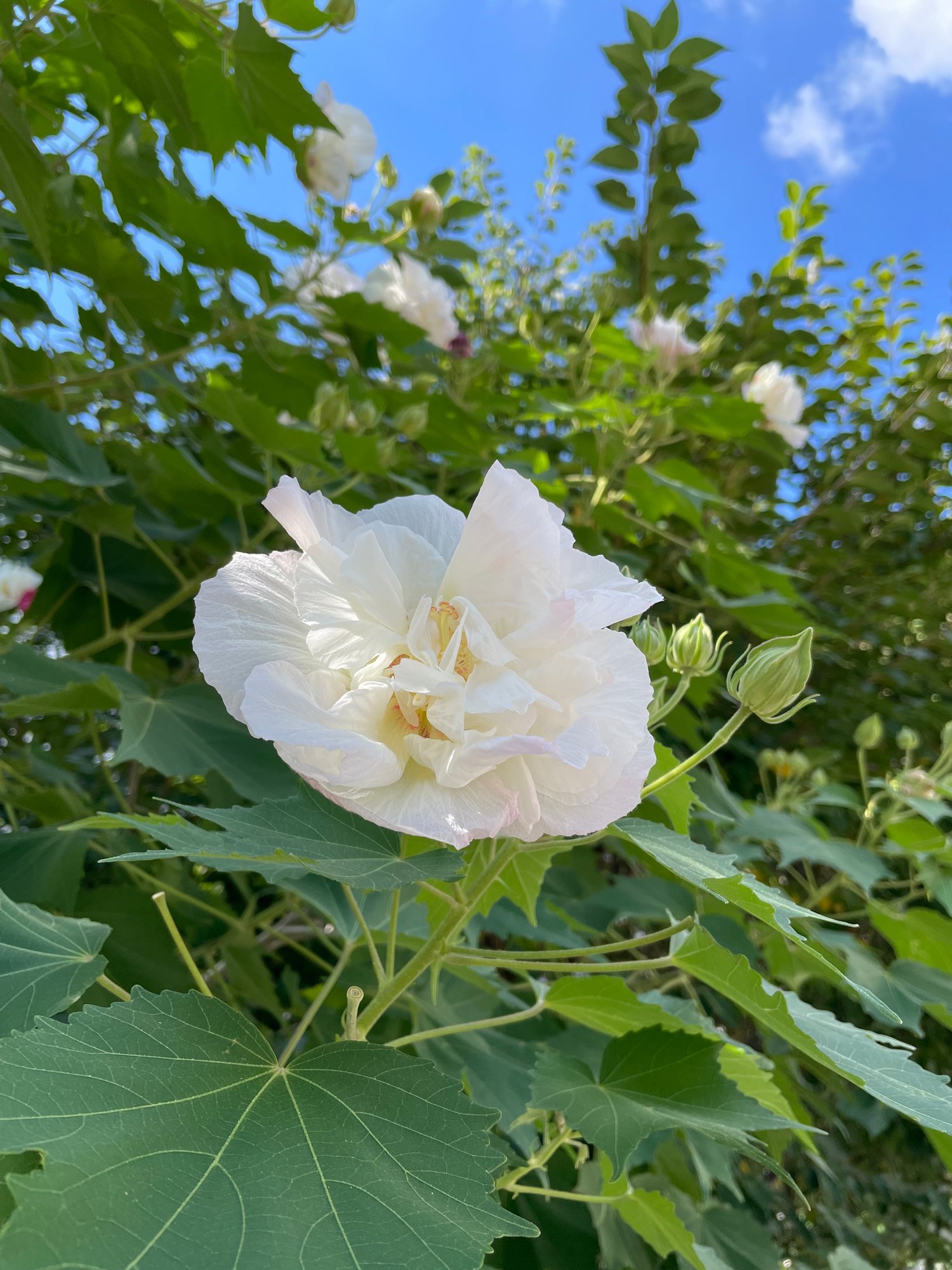 9月から10月はじめの街角お花リレー 花と日々 Yas Note