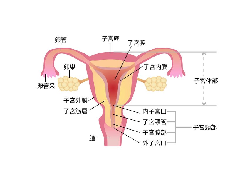 子宮の解剖図