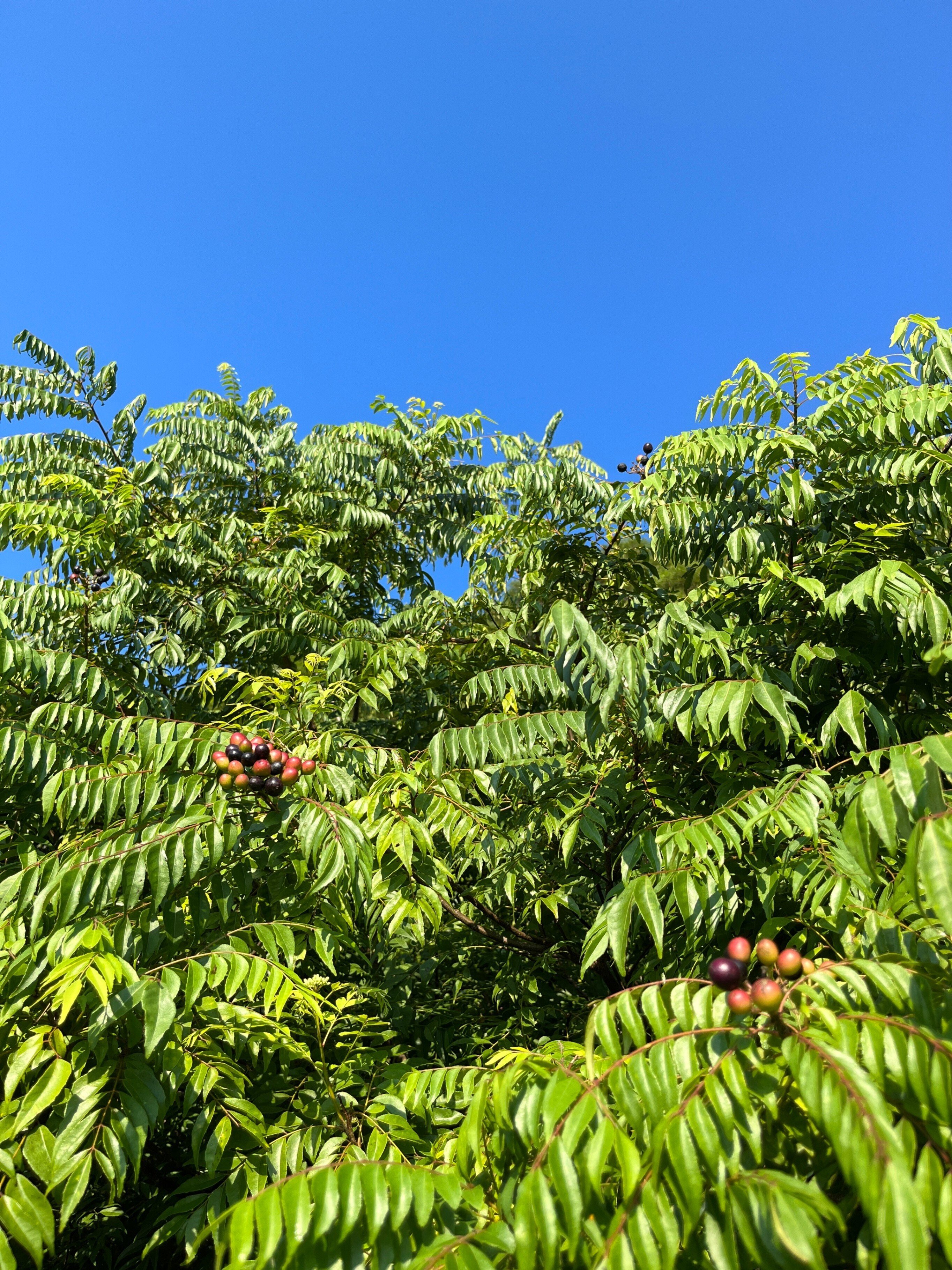 特大 カレーリーフの木（果実付、新芽付 たっぷり使える特大株！ 送料