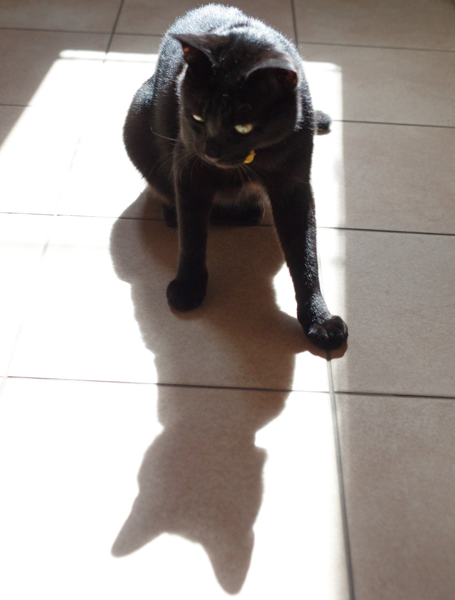 黒猫の魅力 Topogemo Note 黒猫の魅力 Topogemo Note