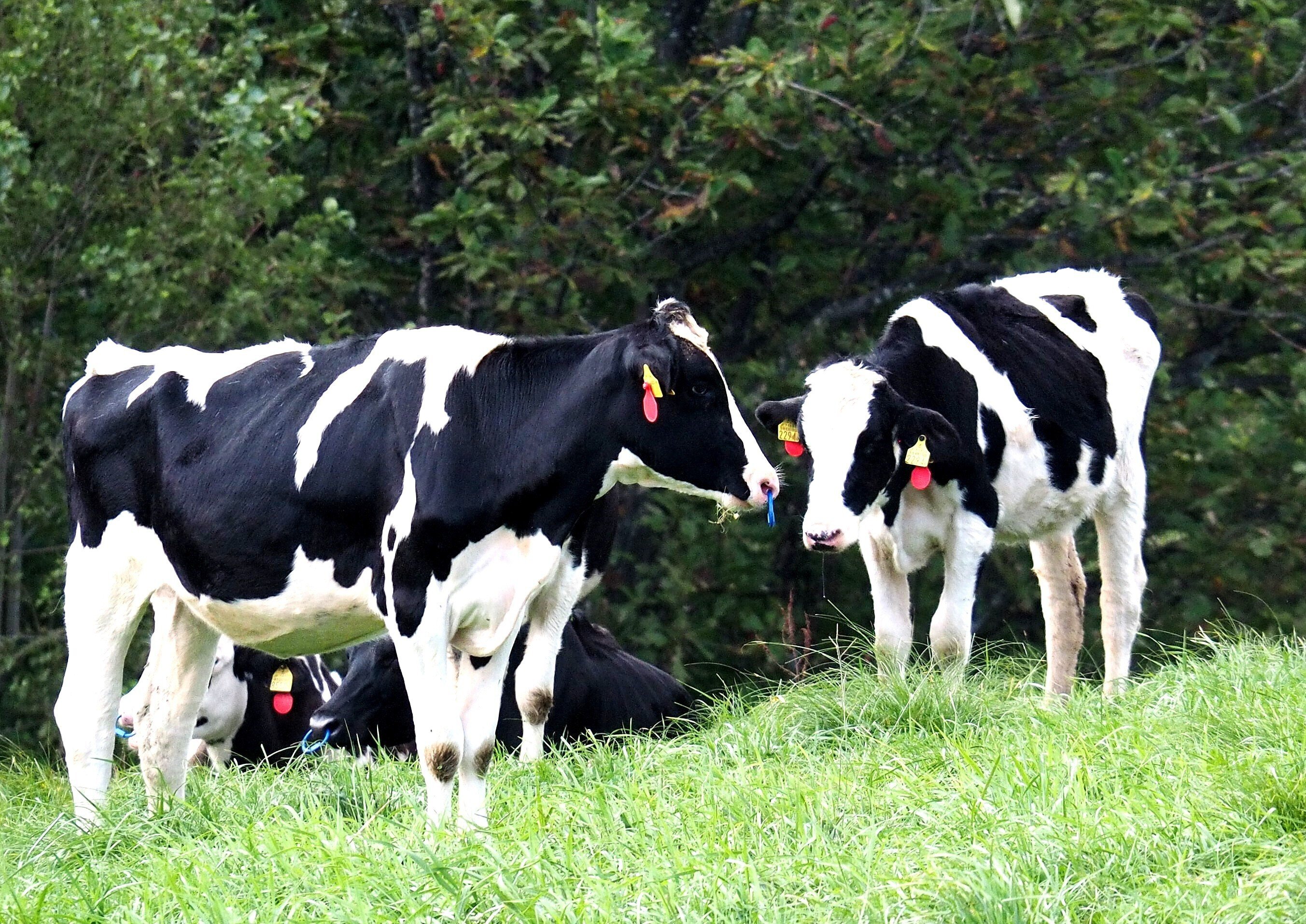 火防神牛　出羽三山神社　長谷川雅山　恵久　銅製　牛　銅製　金属工芸　ア12 長谷川雅山、恵久 青銅の壺 - メルカリ