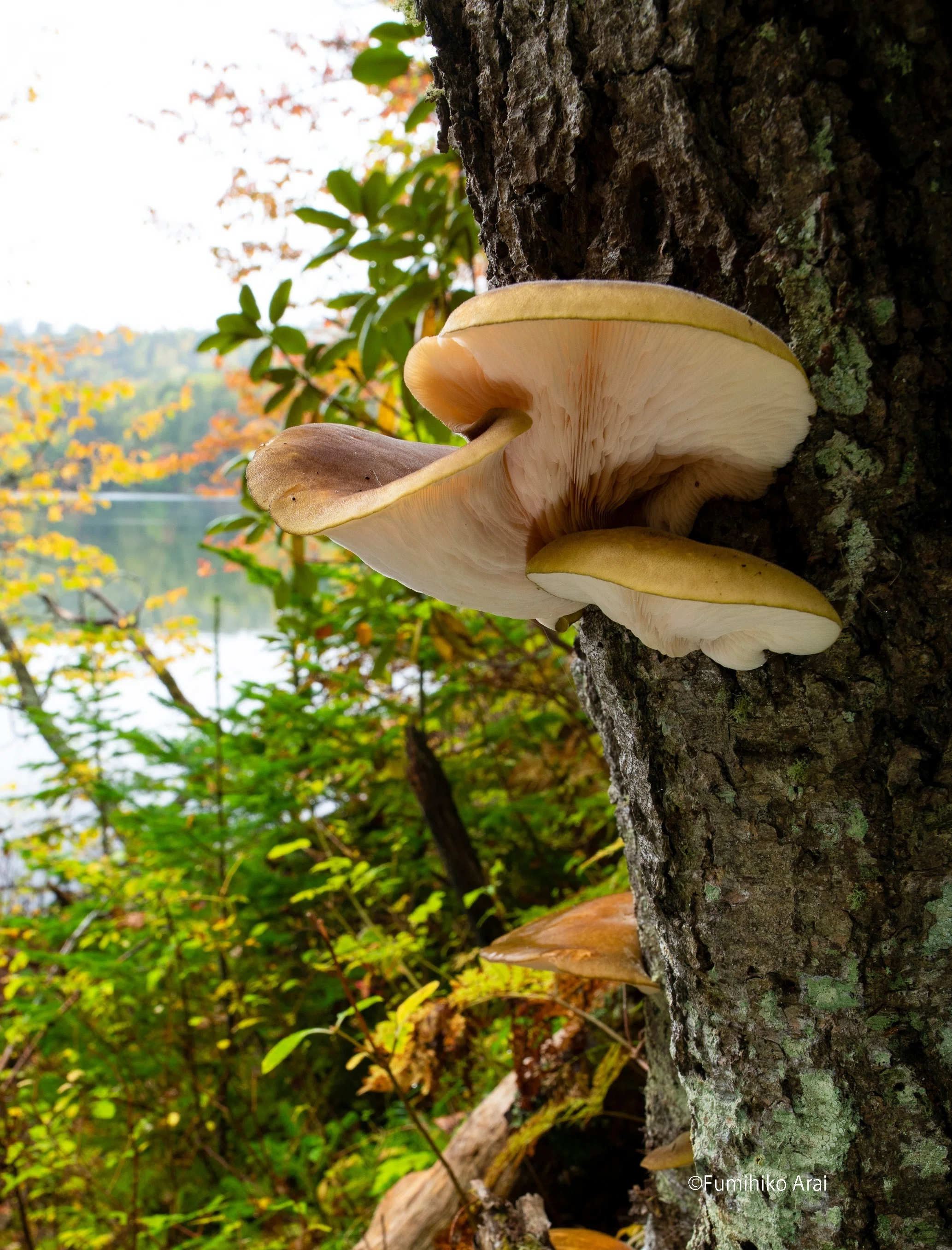 Mushroom Autumn Has Arrived! 5 Mushrooms You Can Meet in the Park