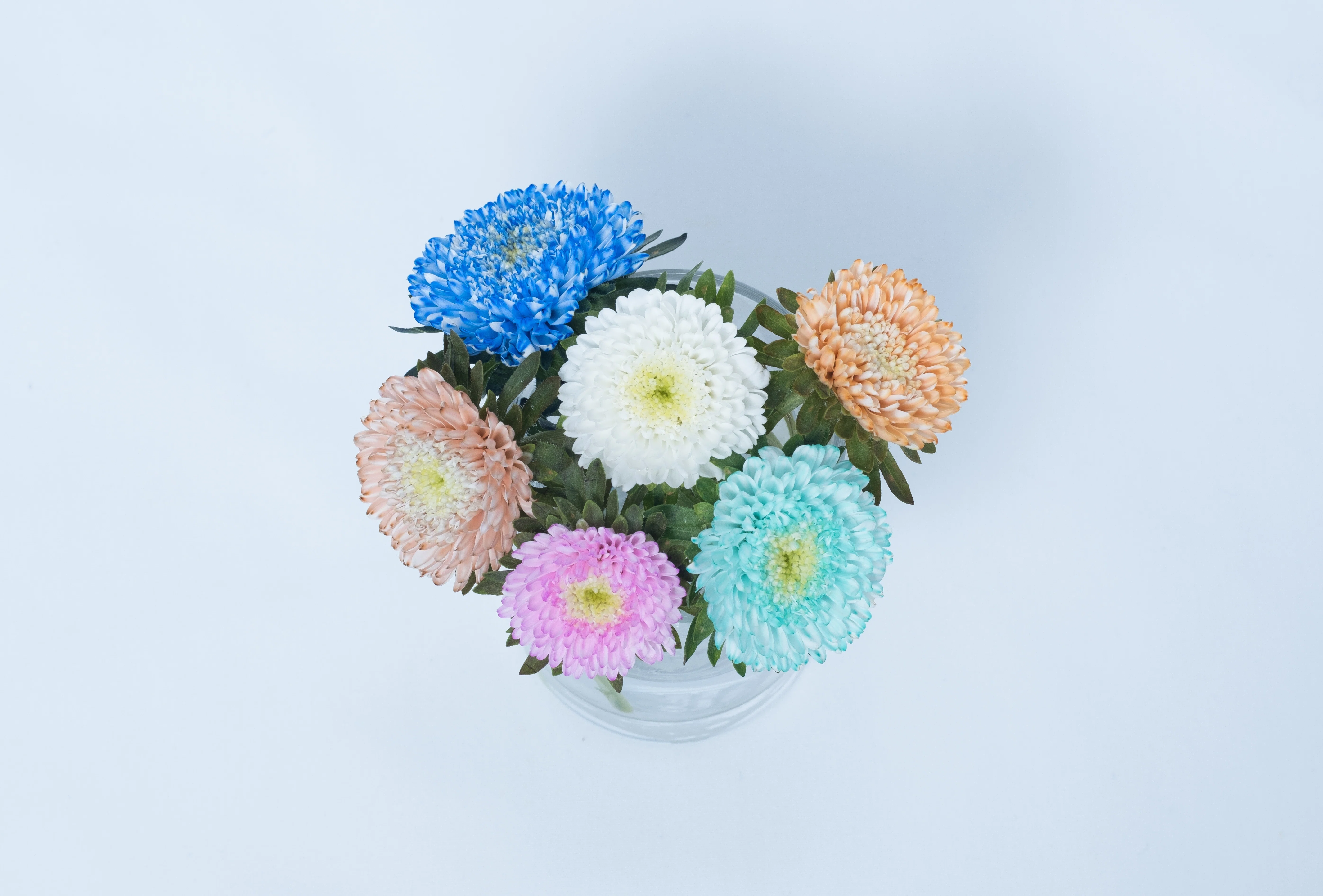 染めの花】マム（菊）、アルストロメリアを染めてみた｜タキツネ | 花