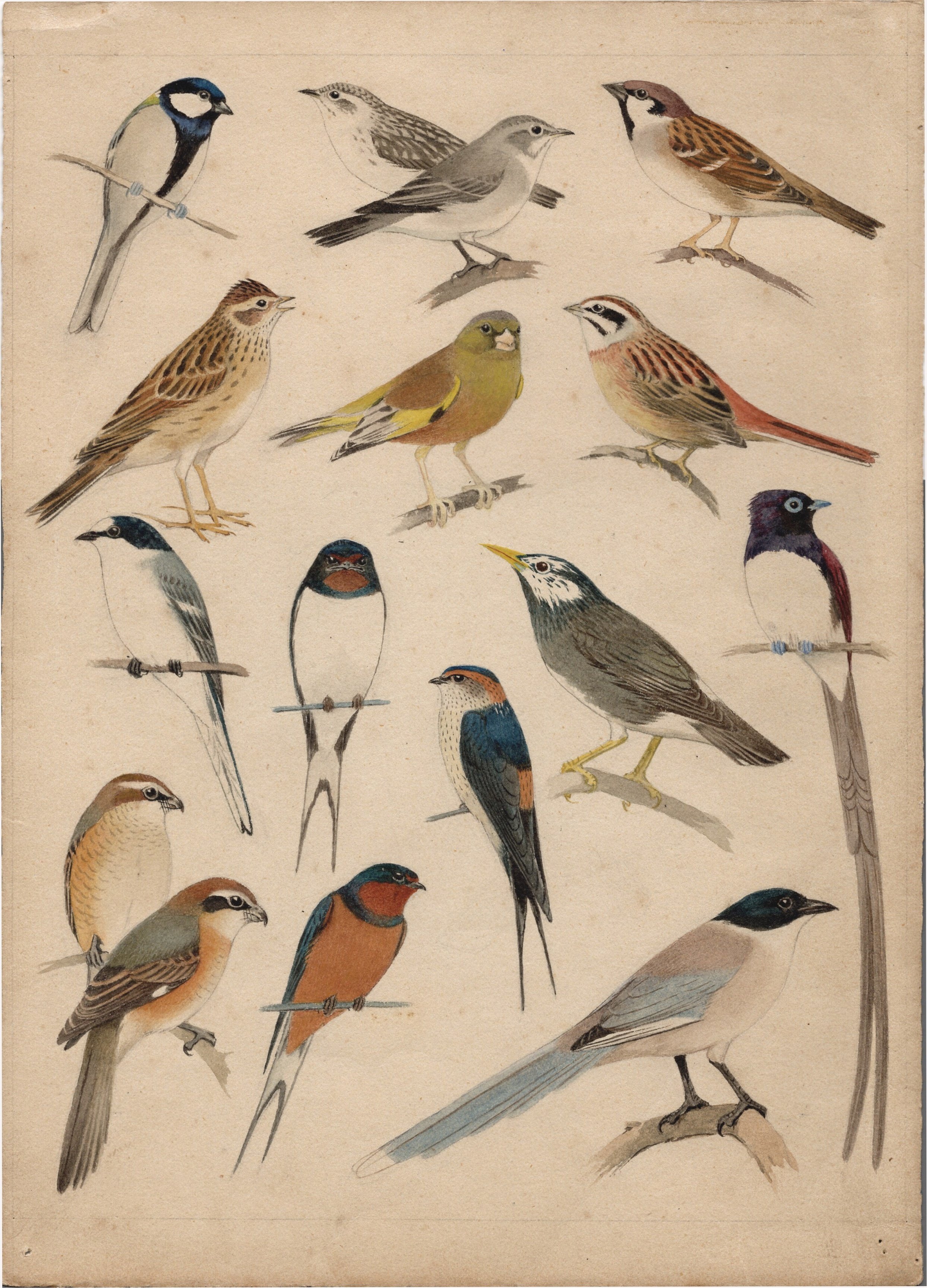 図録発刊記念】もうひとつの『原色野鳥ガイド』|金沢ふるさと偉人館 図録発刊記念】もうひとつの『原色野鳥ガイド』|金沢ふるさと偉人館