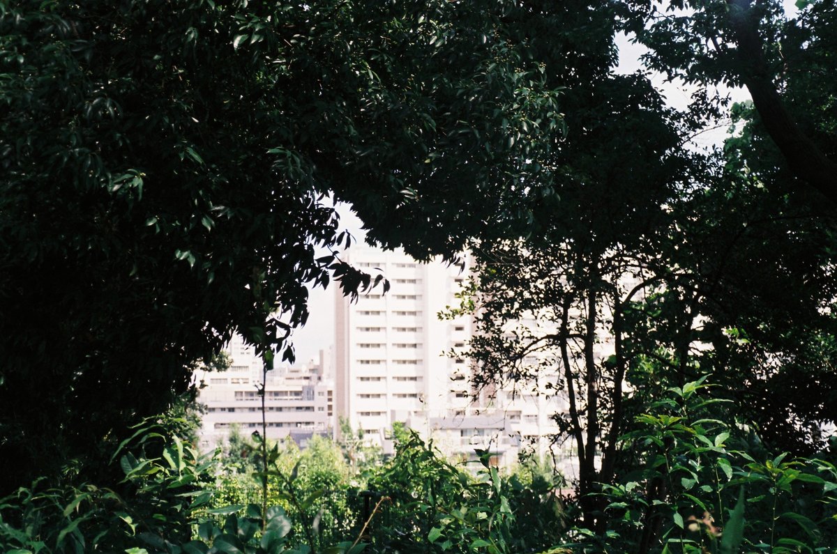 生い茂る木々の向こうに建物が写っているフィルム写真。
