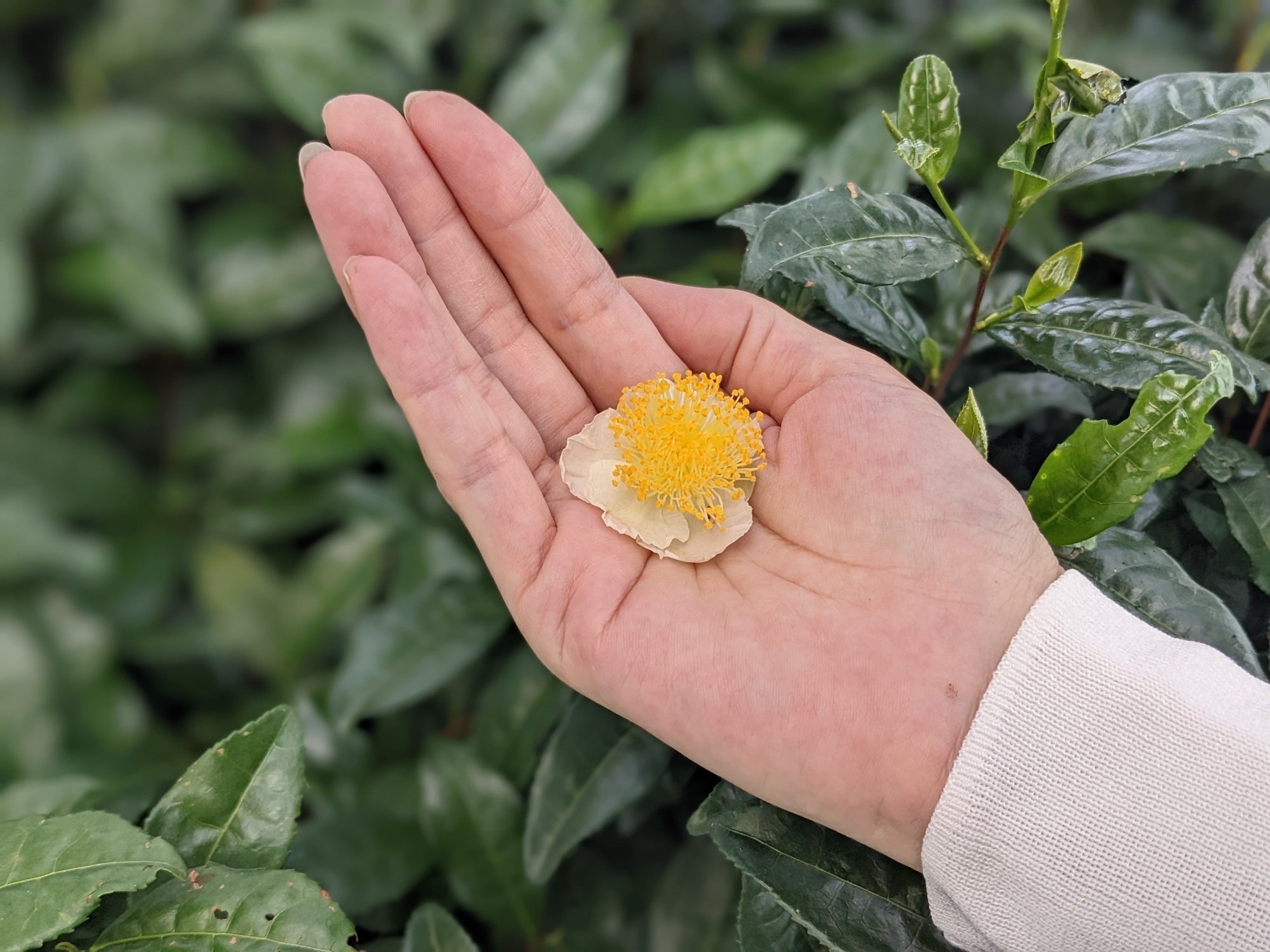 追憶 純愛 今が見頃のロマンティックな花言葉の植物は 丸七製茶note Note 追憶 純愛 今が見頃のロマンティックな花言葉の植物は 丸七製茶note Note