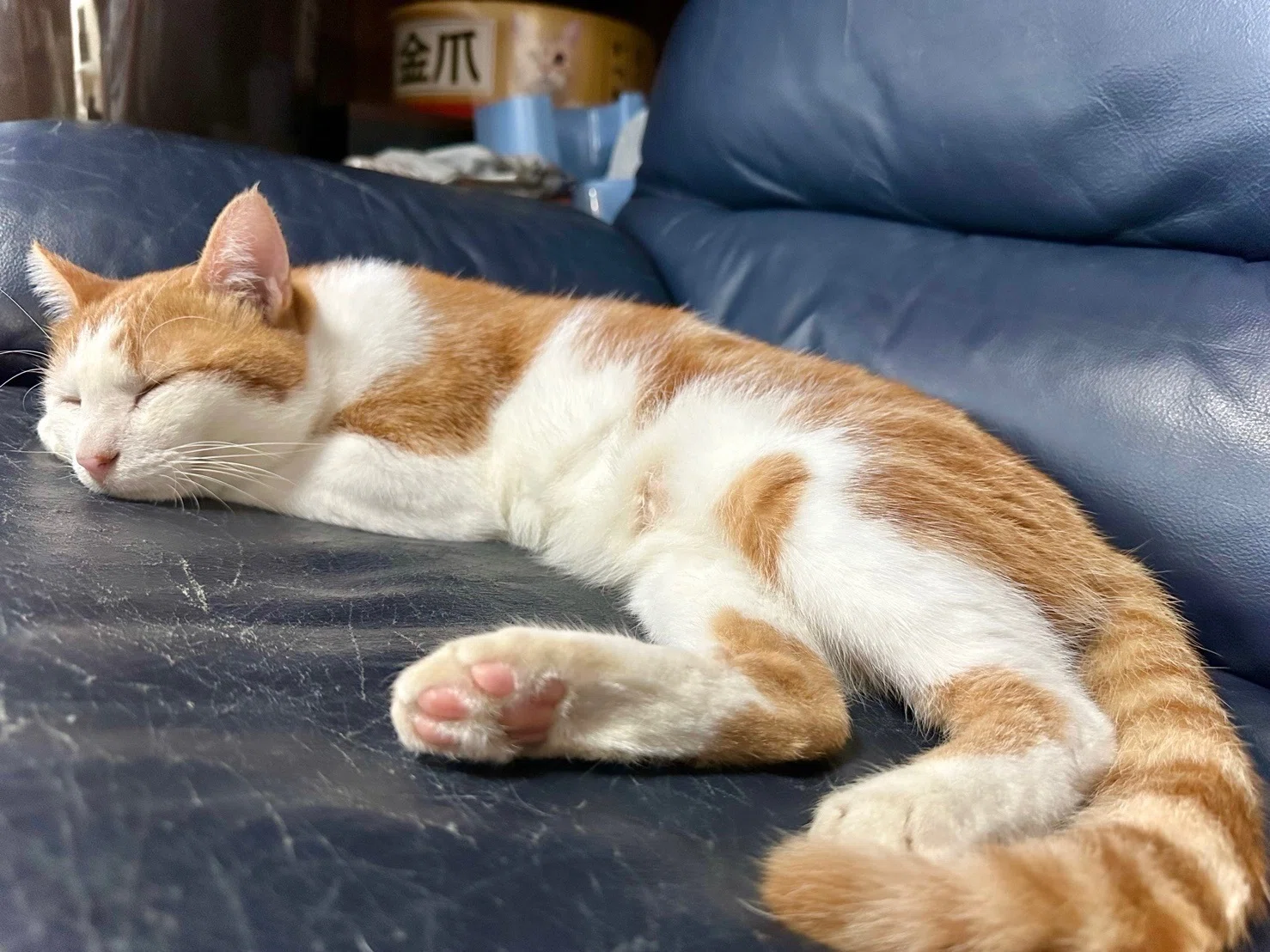 Cat Paw Pads and Eye Colors｜moffmoff