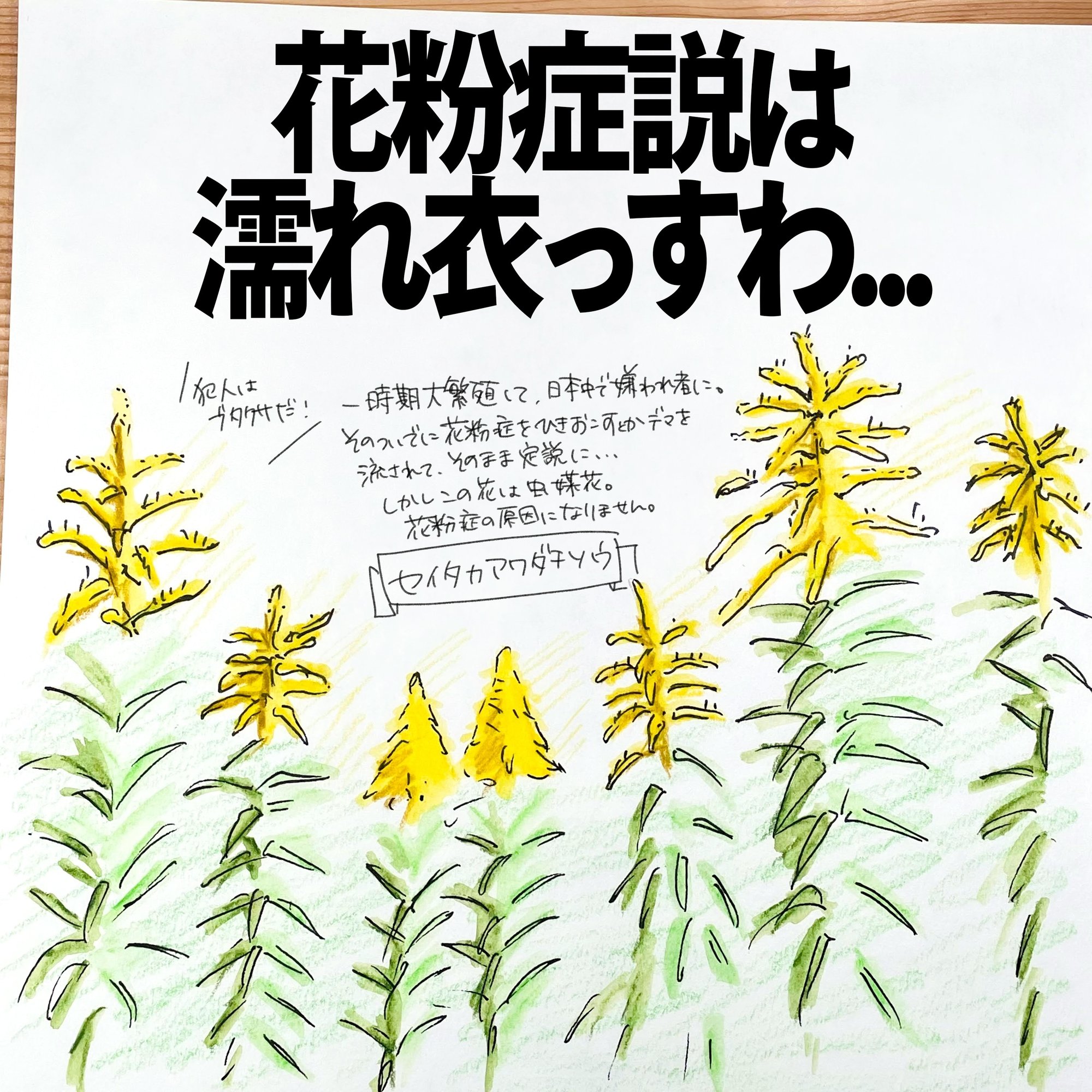 花粉症説は濡れ衣っすわ セイタカアワダチソウ 自然ガイドのネタ帳 くますけ Note