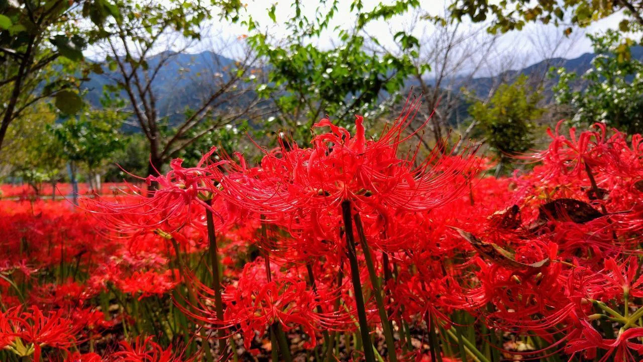 秩父荒川｢深山の花園の曼珠沙華 2022｣ 【四季折々の花、草木】〈名所編