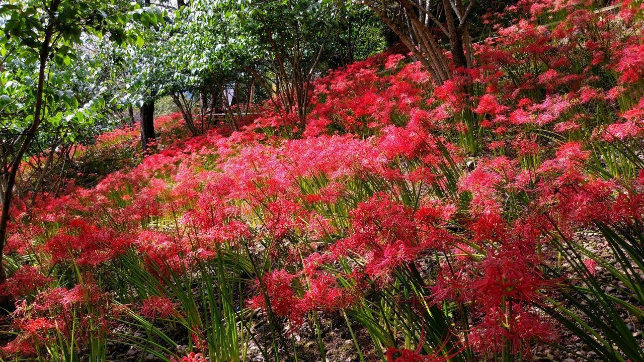 秩父荒川｢深山の花園の曼珠沙華 2022｣ 【四季折々の花、草木】〈名所編