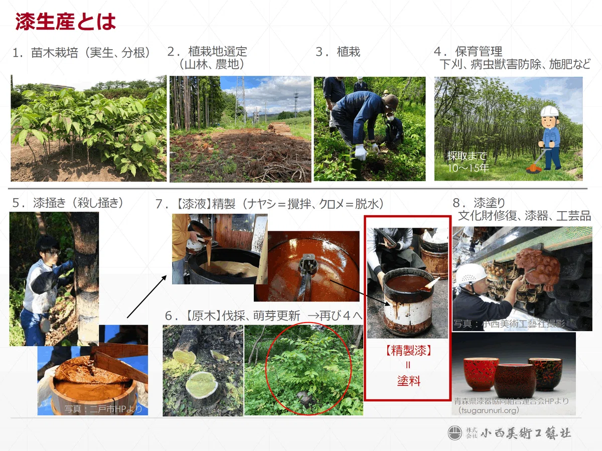 文化財建造物修復と日本産漆生産|㈱小西美術工藝社二戸支社