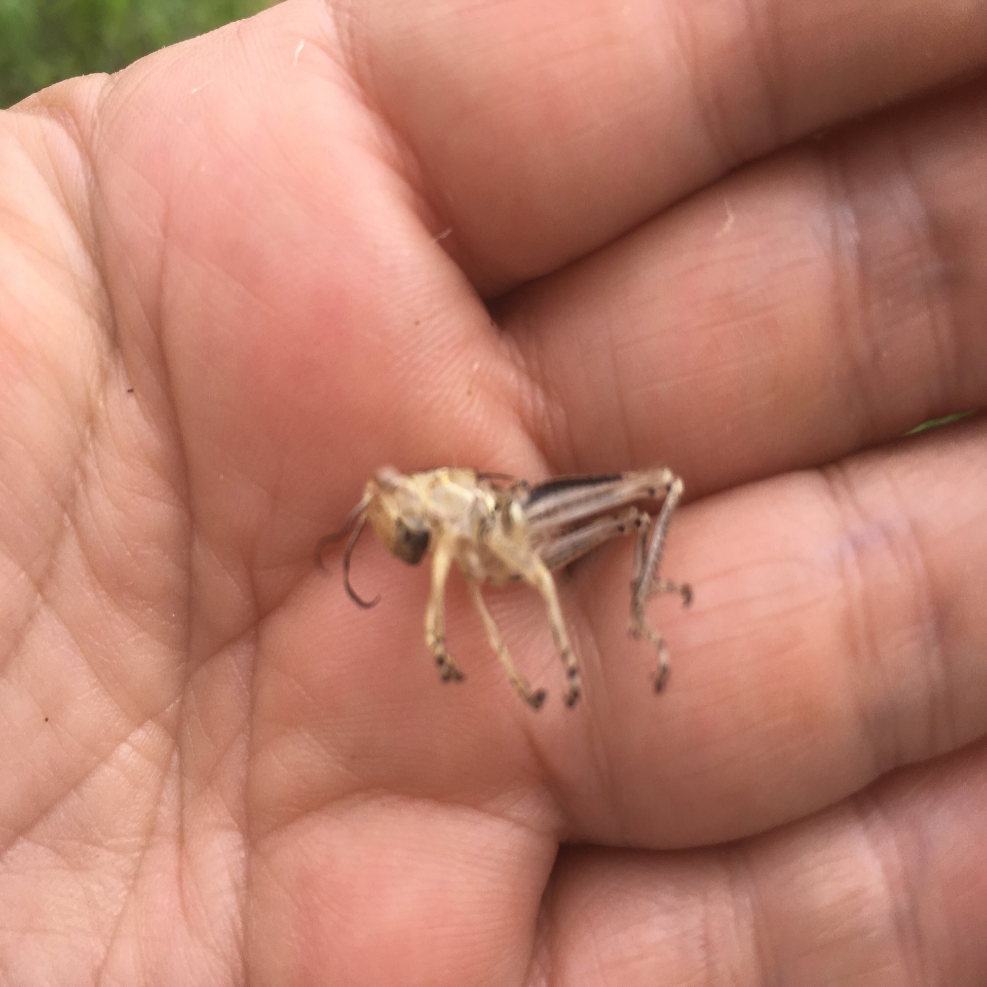 104 雨季の自然と生き物 週刊 Casa Arkadia の作り方 メキシコで 家を作っています Note