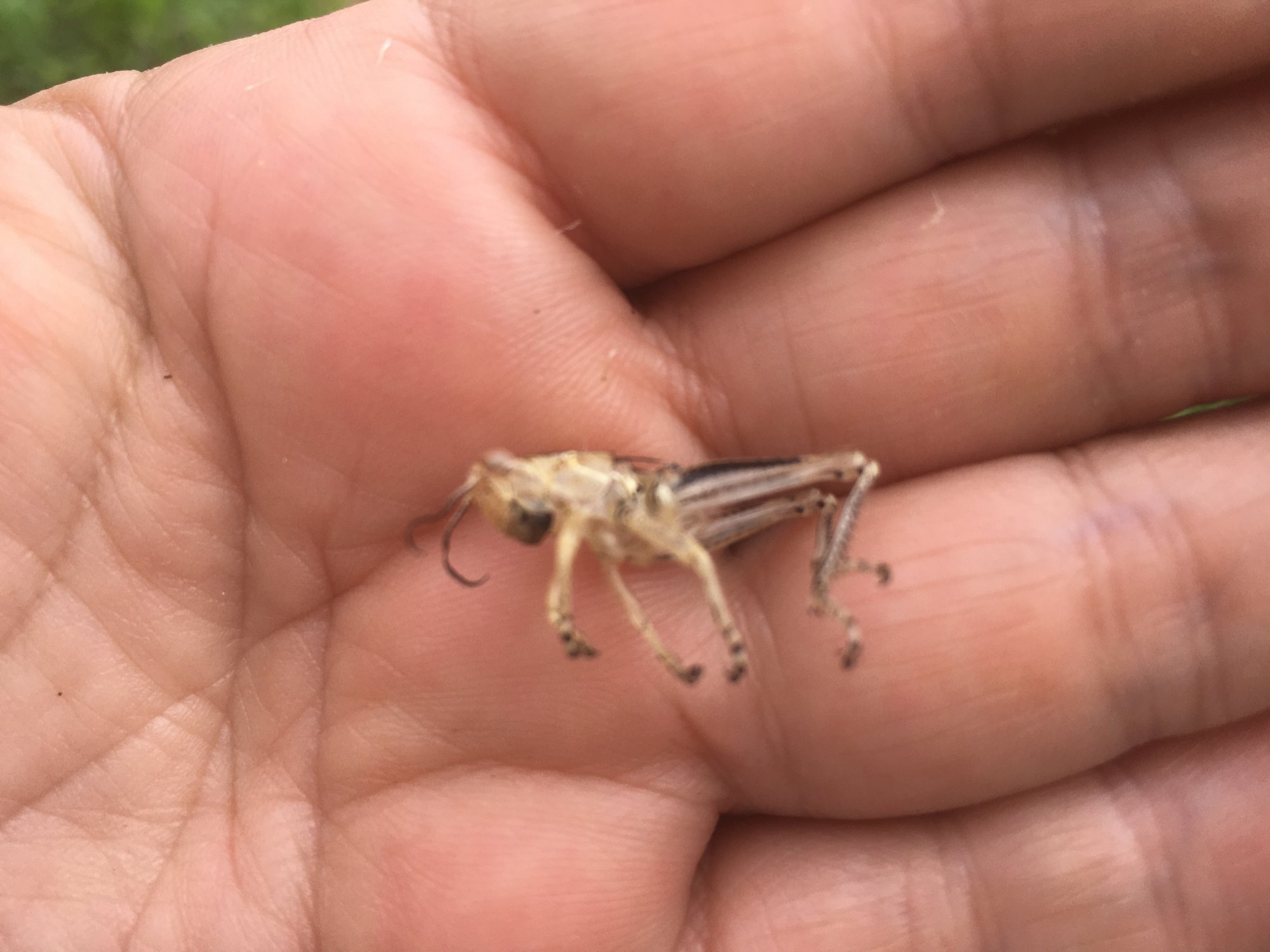 104 雨季の自然と生き物 週刊 Casa Arkadia の作り方 メキシコで 家を作っています Note 104 雨季の自然と生き物 週刊 Casa Arkadia の作り方 メキシコで 家を作っています Note