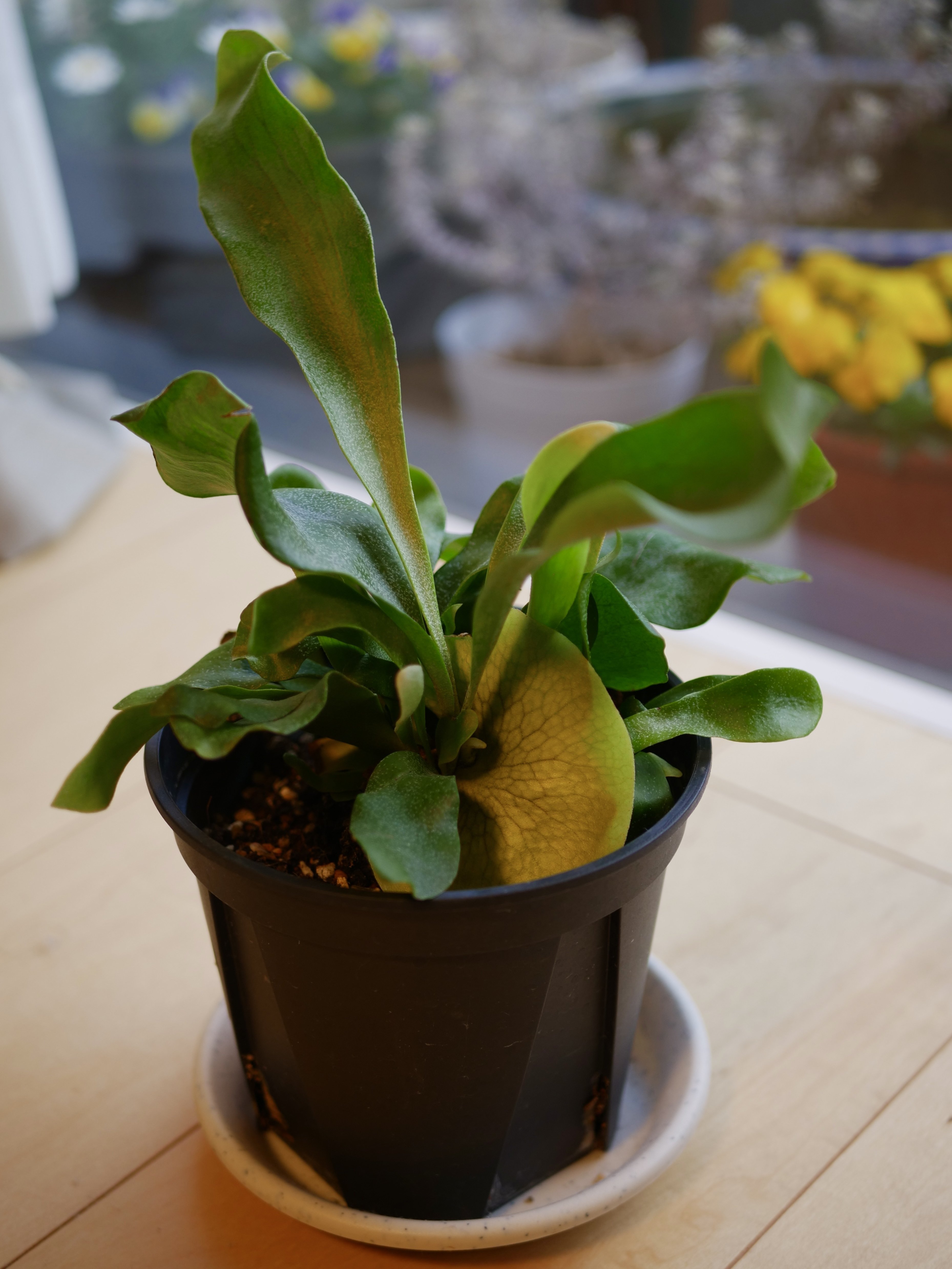 楽天市場】(現品) コウモリラン hillii catum (Fern siam) (No