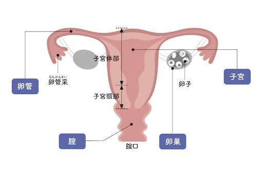 （イラスト：女性の内性器）