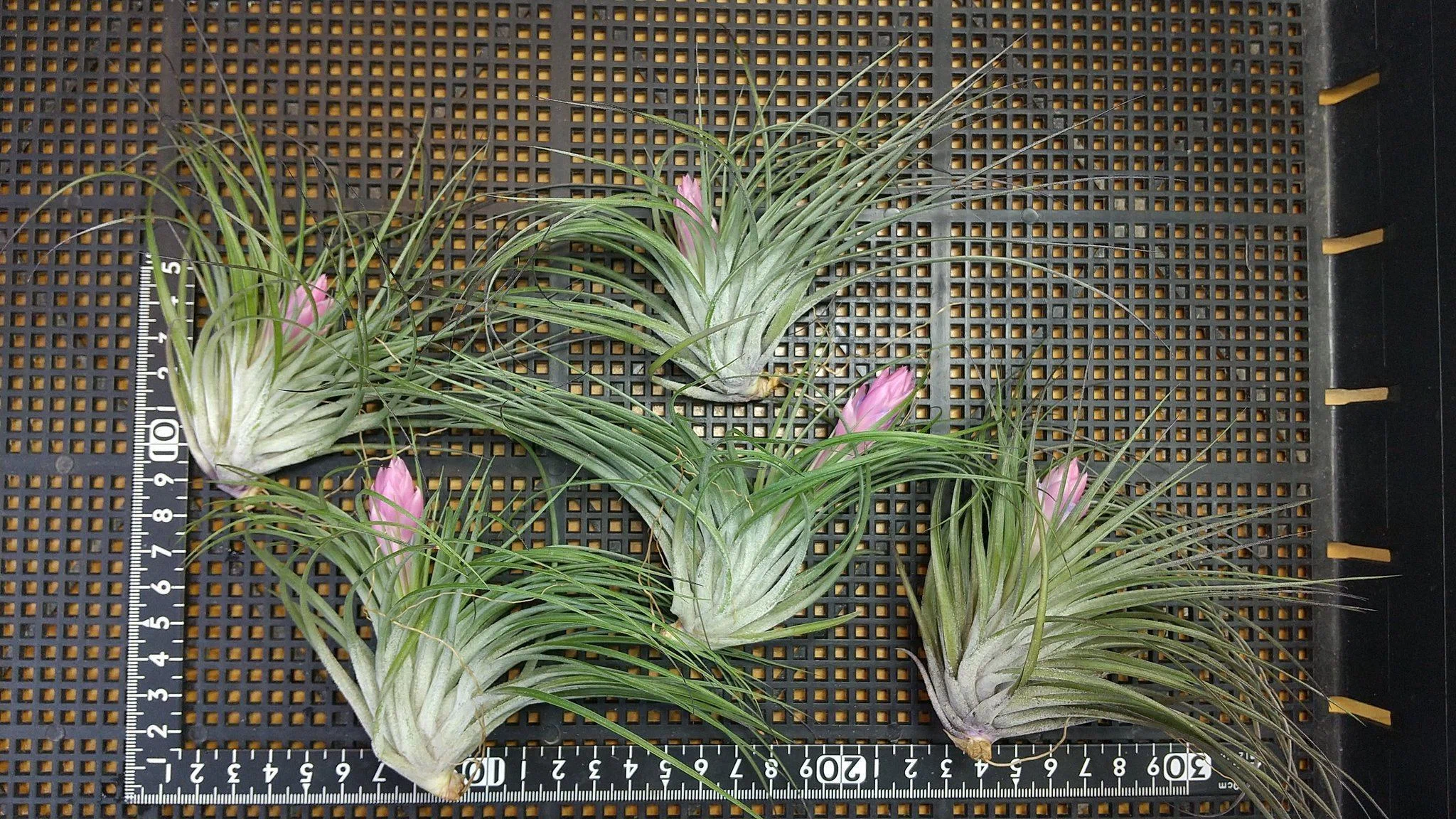 チランジア入荷リスト9/30｜NatureGarden🌿神田