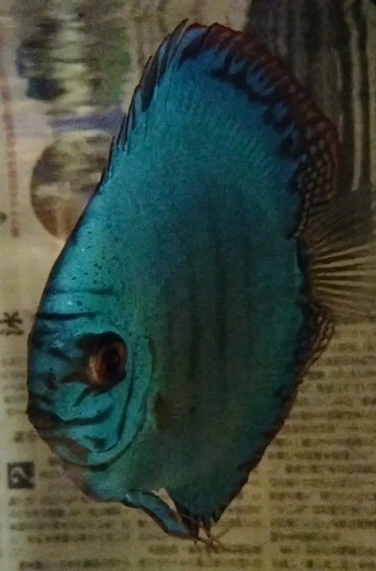 True Prussian Color Prussian Blue Discus|AJC0812