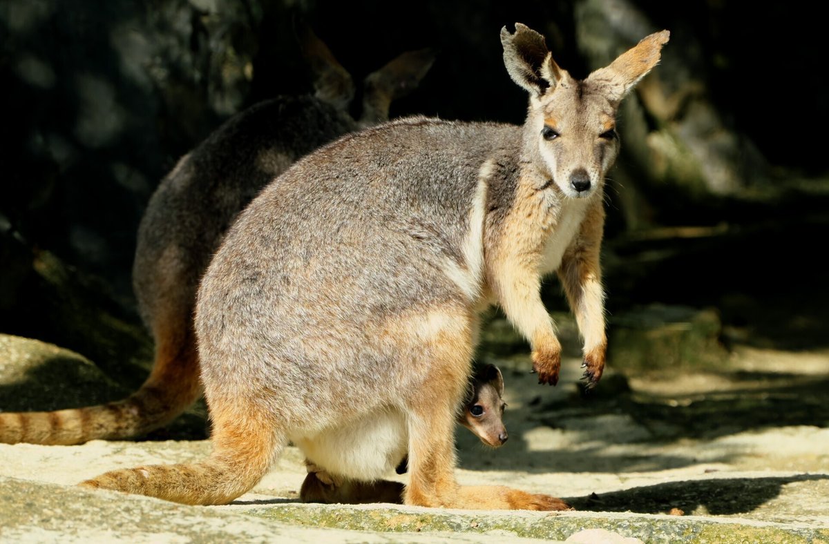 陽だまりワラビー|燿(hikari)