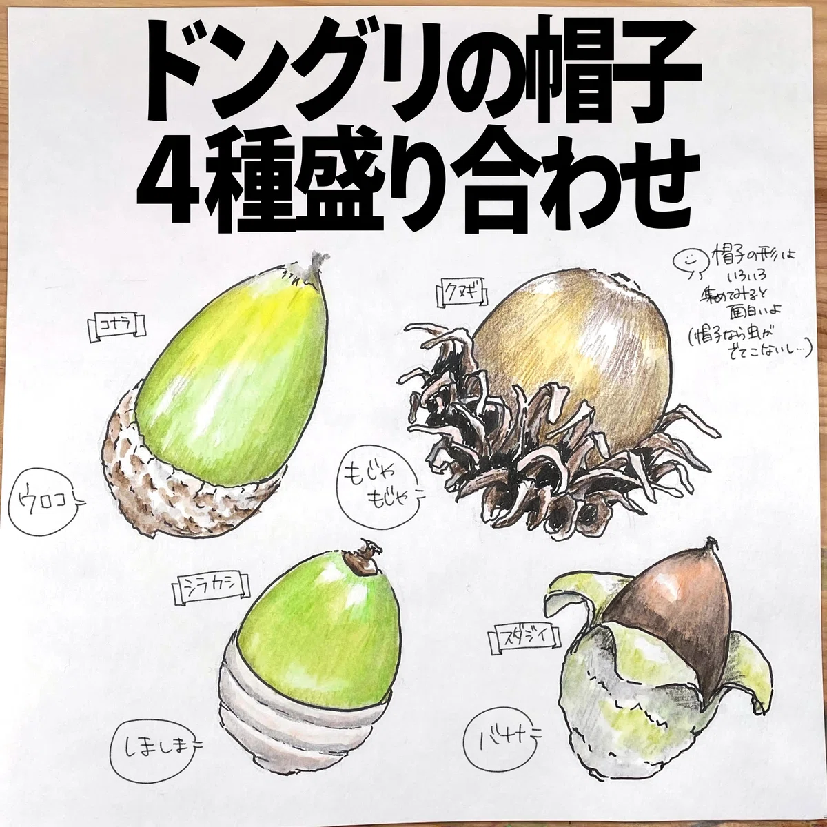 ドングリの帽子4種盛り合わせ｜くますけ｜自然ガイド・クリエイター