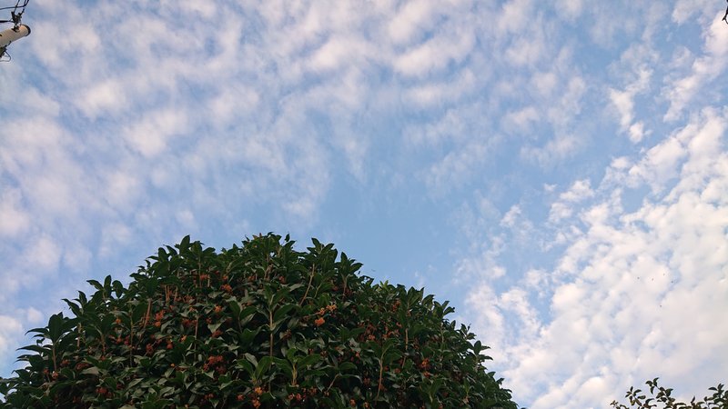 空がだんだん秋らしく、夕方のグラデーションも本当にきれい。