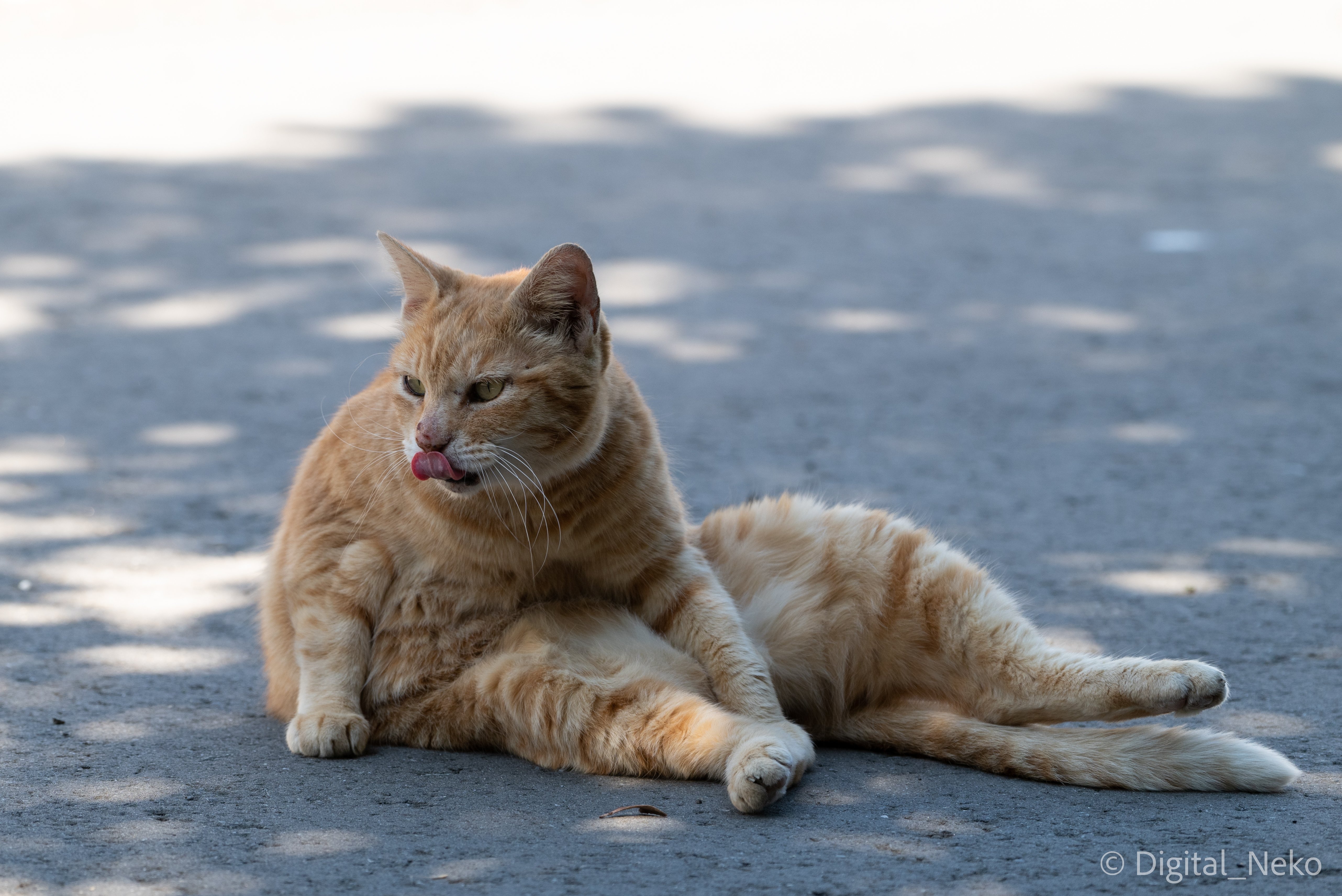 ねこ座り 猫写真 けえる Note