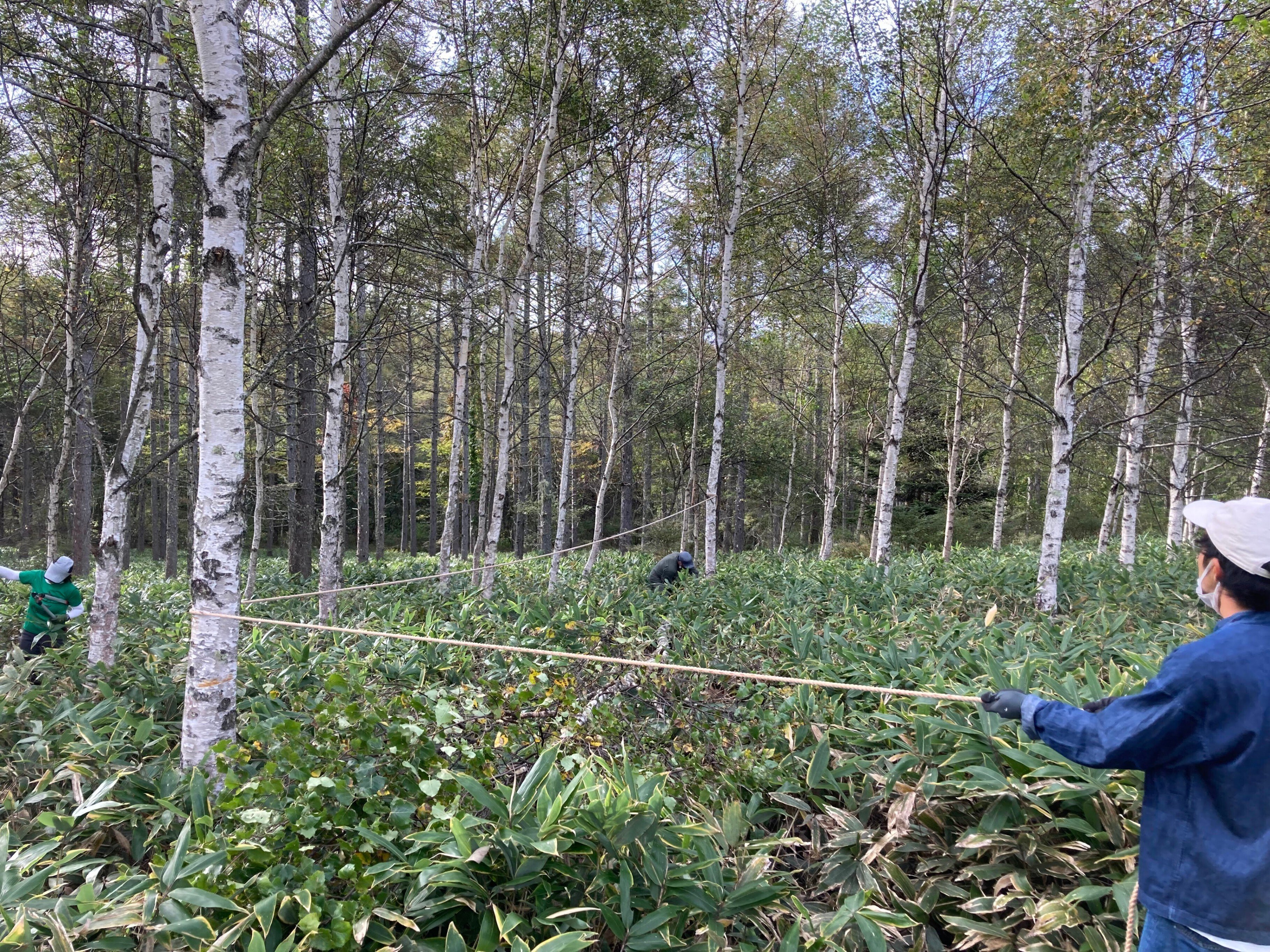 白樺の間伐2022｜(株) 信州白樺クラフト製作所