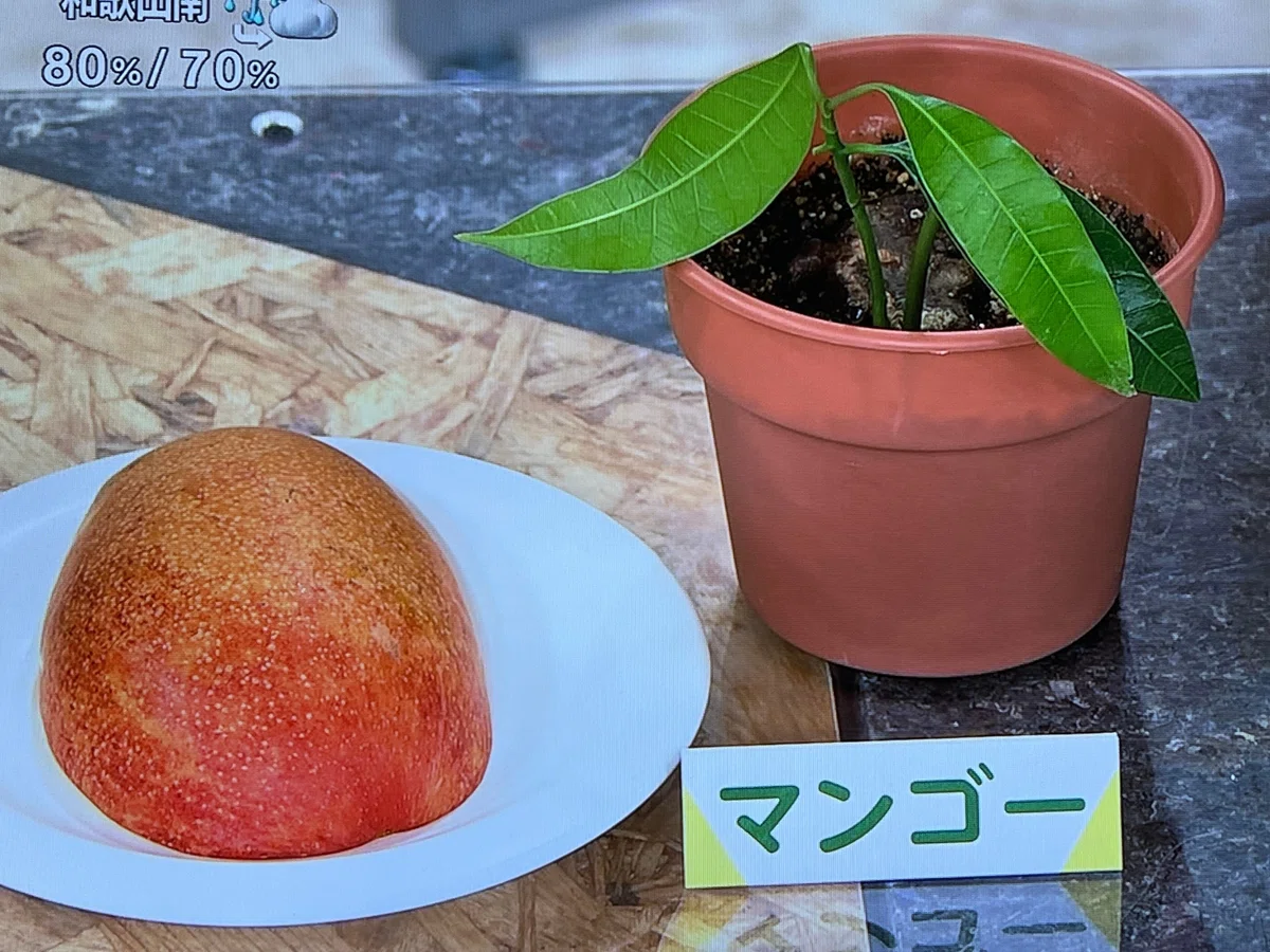 ジューンベリー 種30粒とオマケの種 （ジューンベリーはどんな庭木 