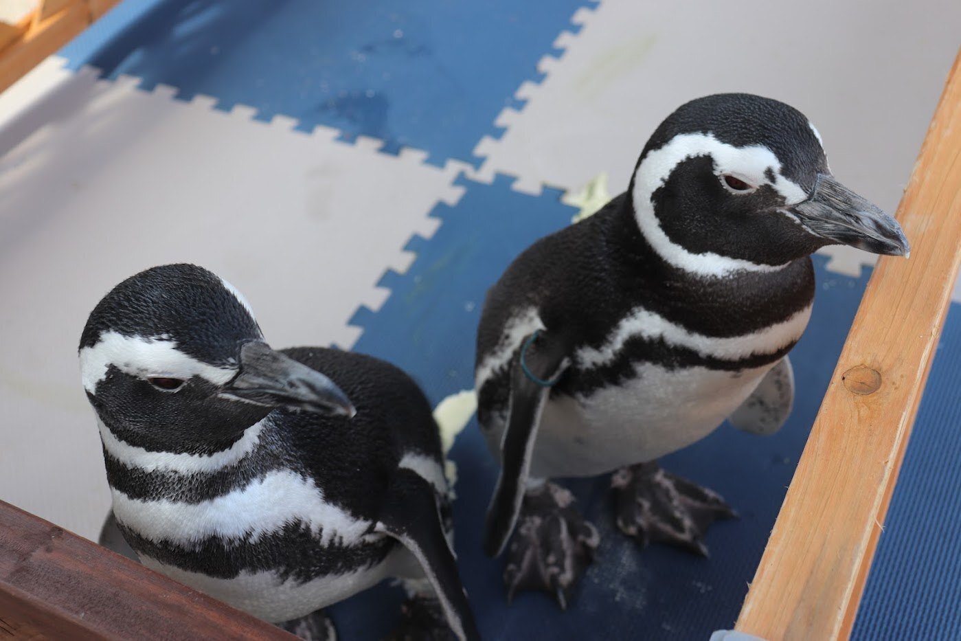 界 別府 に泊まる ドラマティック船旅湯治プラン 番外編 うみたまご 藤川貴央 Obcラジオ大阪アナウンサー Note 界 別府 に泊まる ドラマティック船旅湯治プラン 番外編 うみたまご 藤川貴央 Obcラジオ大阪アナウンサー Note