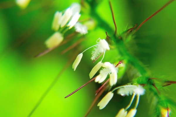 牧野富太郎博士の名言 の新着タグ記事一覧 Note つくる つながる とどける 牧野富太郎博士の名言 の新着タグ記事一覧 Note つくる つながる とどける