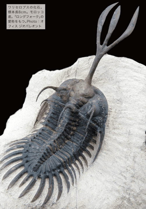 購入OK 化石 骨格 標本 三葉虫 アサフス 美麗標本 | www.barkat.tv