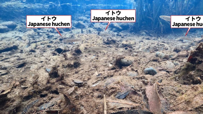 イトウとウグイの力関係を考察する|北海道魚類映画社