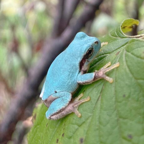 先日カシスの木のお世話をしていたら、なんと世にも珍しい青い雨蛙を発見！　ネットで調べてみると青い雨蛙は10万匹に1匹の確率でしか生まれないらしく、滅多にお目にかかれない希少な存在なんだとか。写真では伝わりきらないのですが、エメラルドグリーンとスカイブルーの中間のような澄んだきれいな色。自然が創り出す芸術作品にしばしうっとりしておりました。