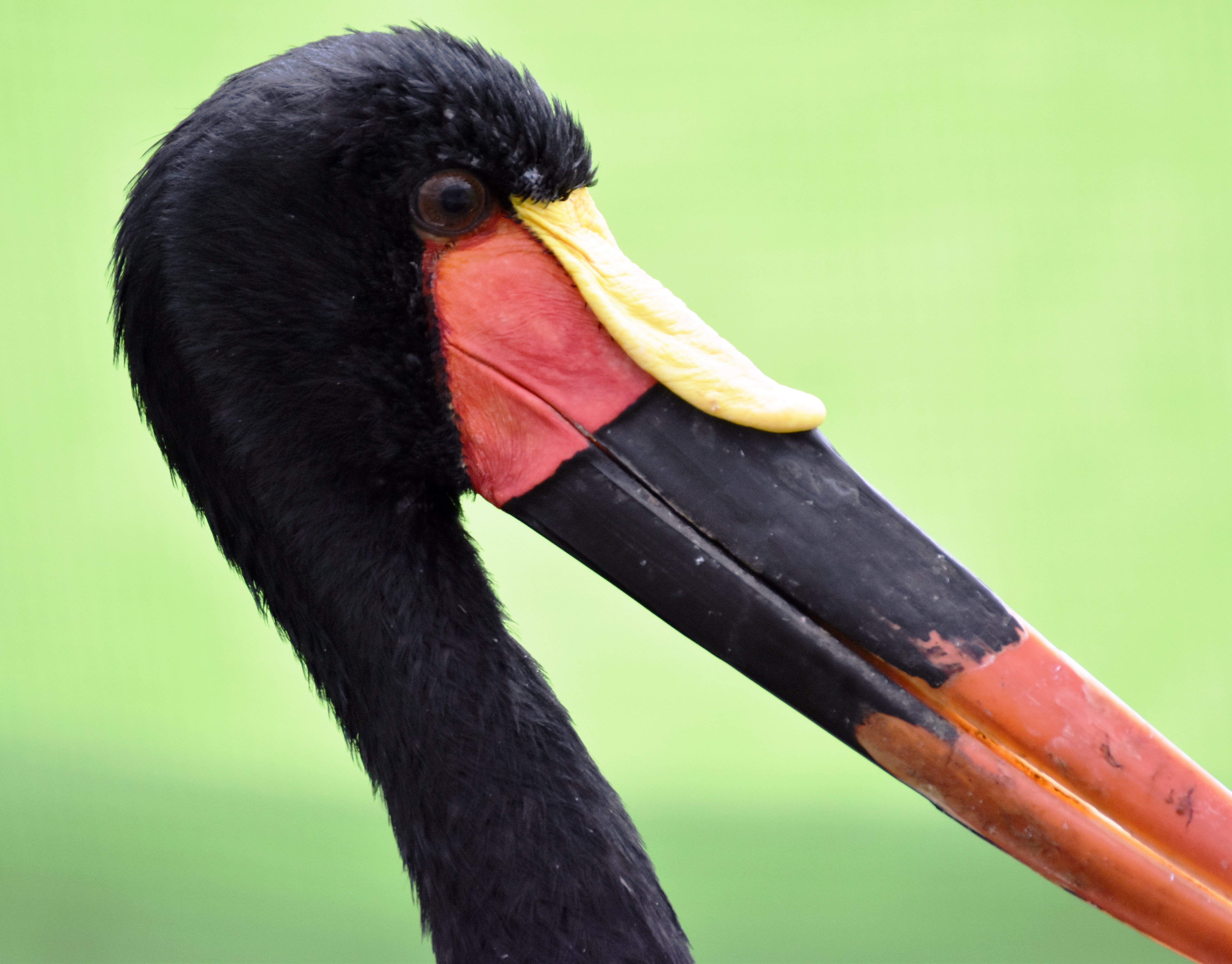 クラハシコウ コウノトリ目コウノトリ科 Hirahiranote Note クラハシコウ コウノトリ目コウノトリ科 Hirahiranote Note
