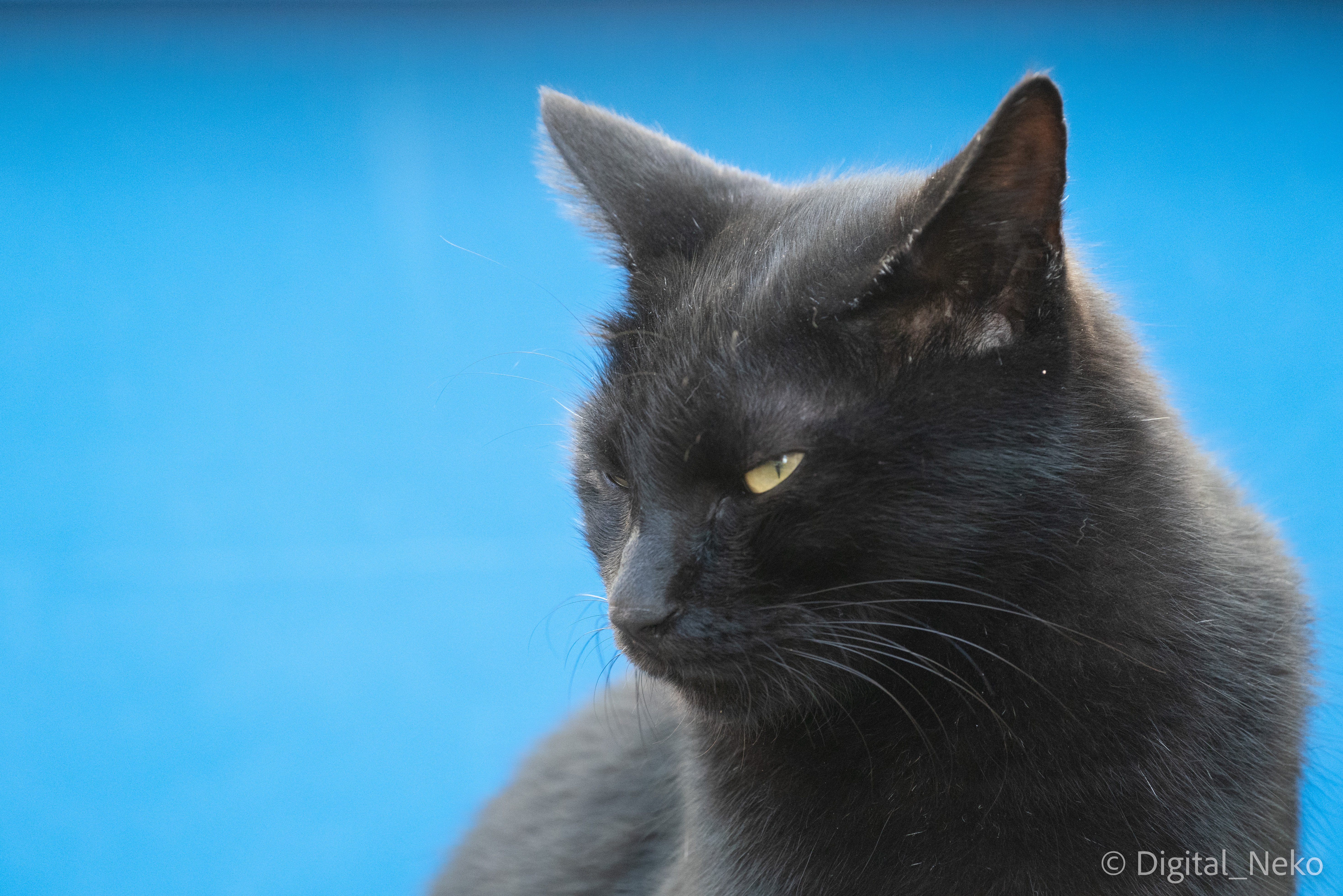 今日の猫さん 黒猫さま 猫写真 けえる Note