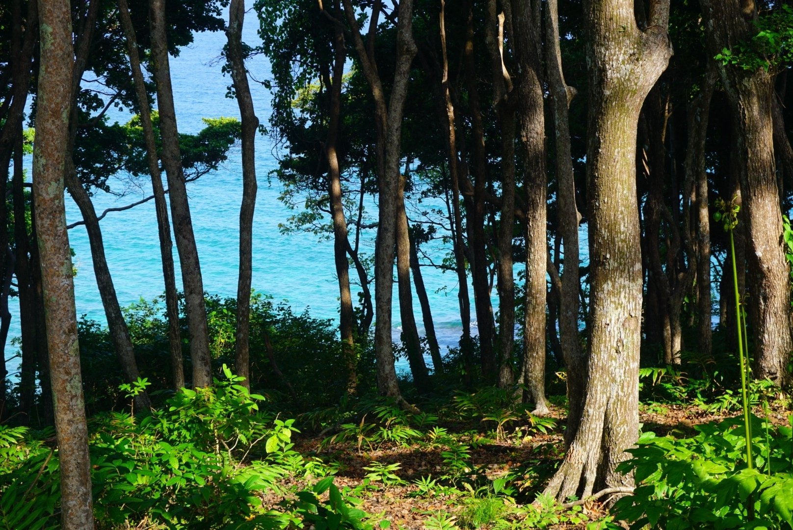 【1ペア】ローディファー（アンダマン島） アンダマン諸島観光 まとめ②｜Kiyofumi