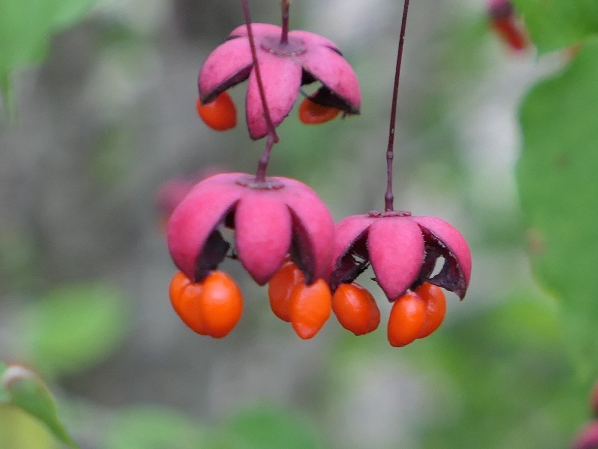 ひまり様専用〈吊り花まゆみ〉