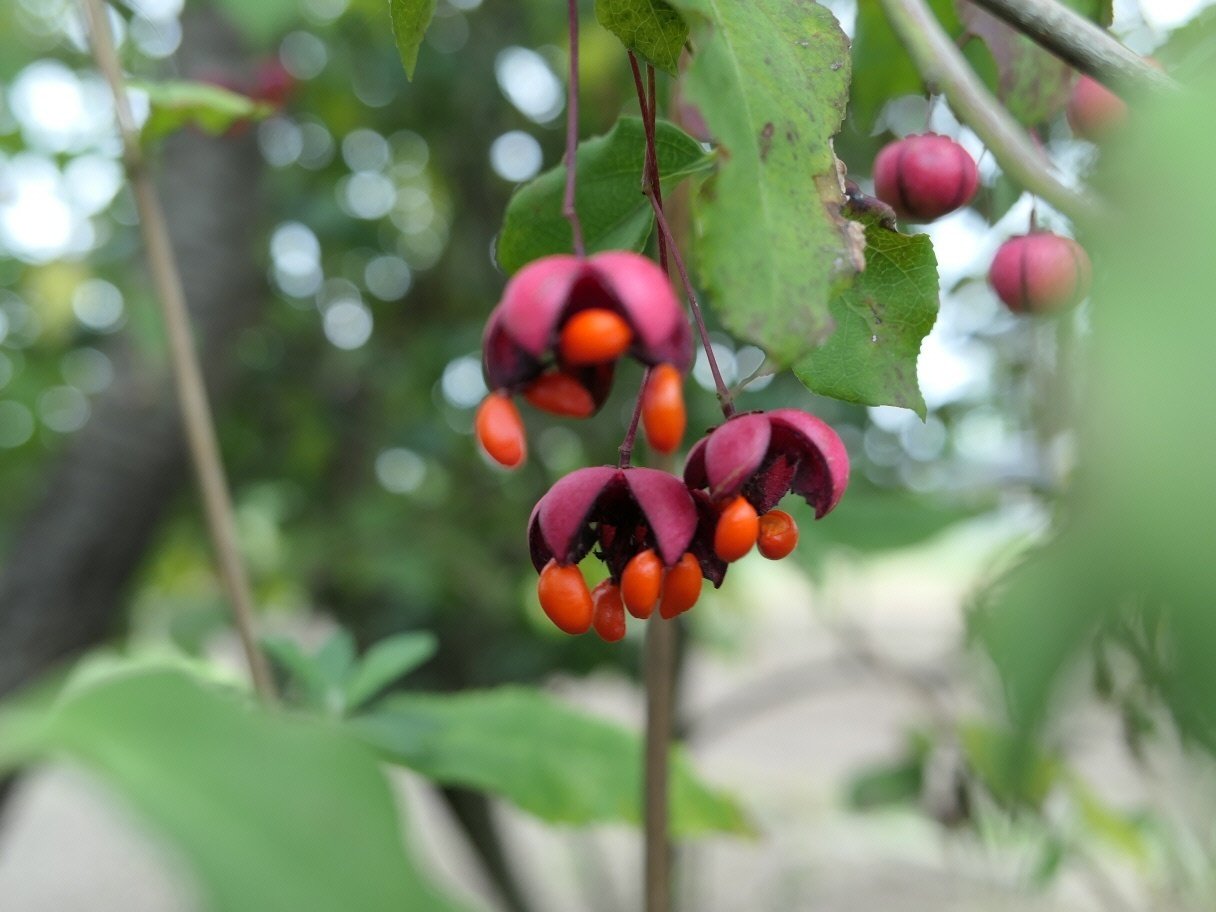 ツリバナマユミ｜気楽な散歩