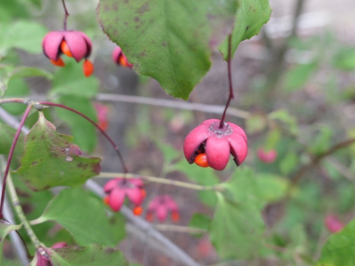 ツリバナマユミ｜気楽な散歩