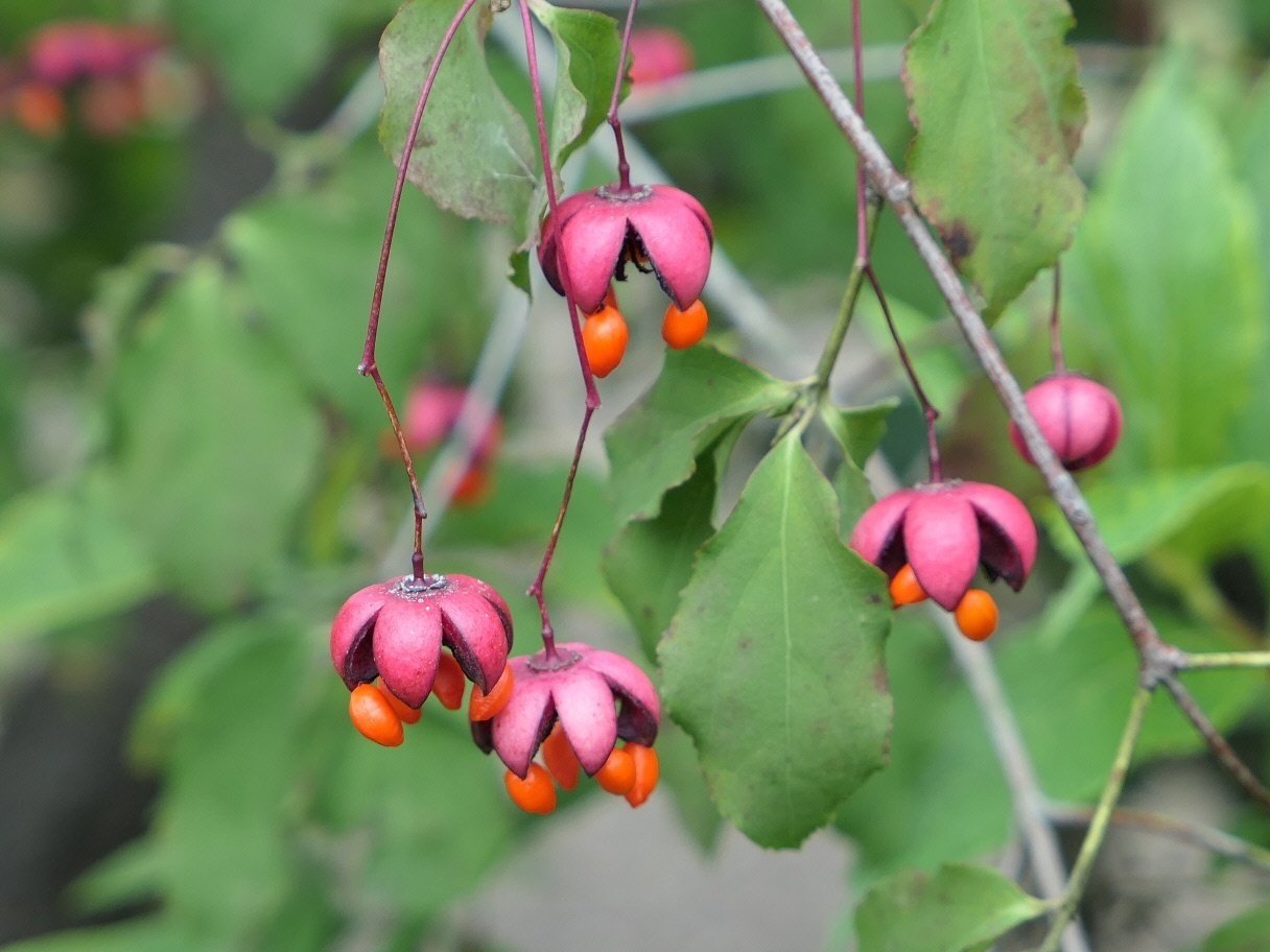 ツリバナマユミ｜気楽な散歩