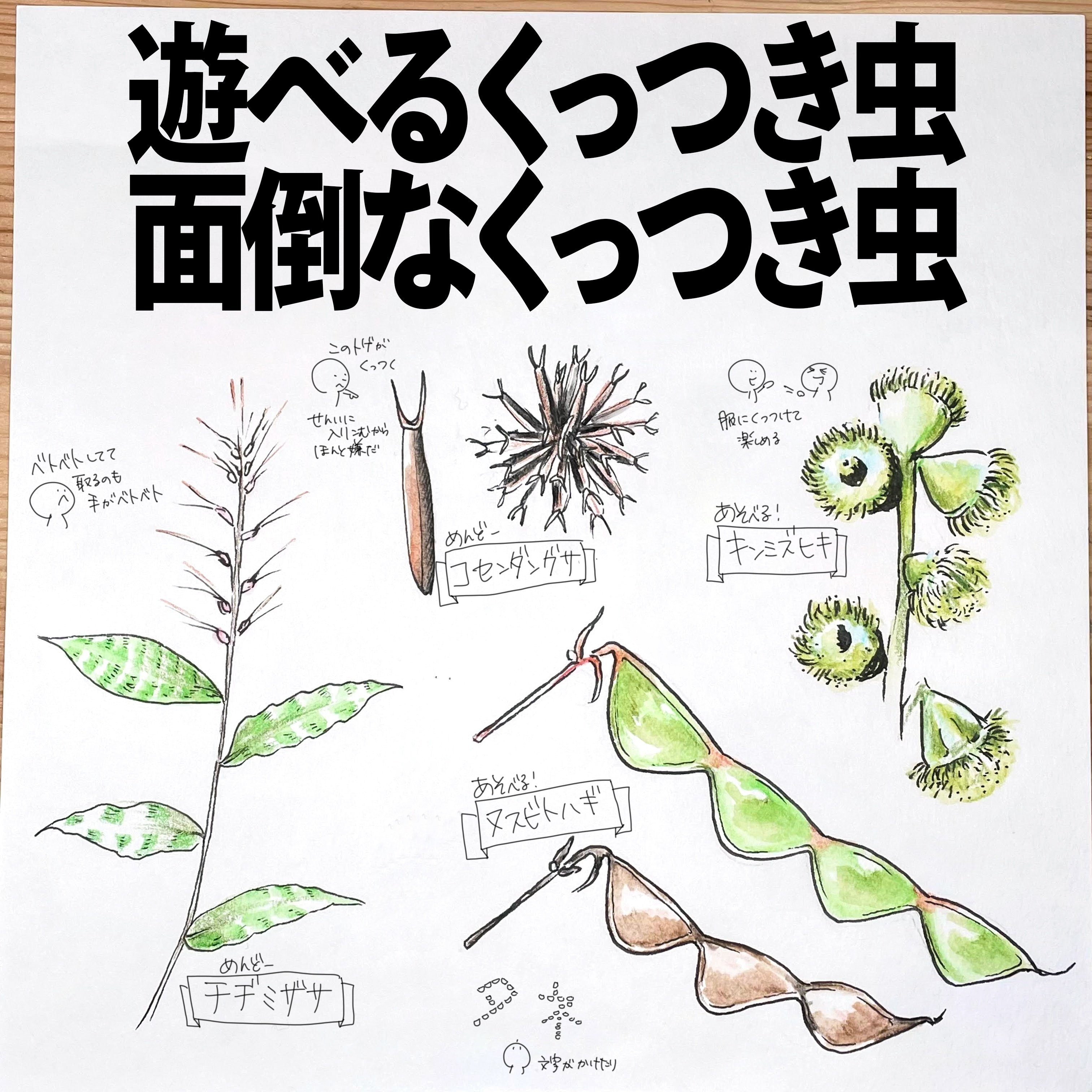 遊べるひっつき虫、面倒なひっつき虫｜自然ガイドのネタ帳