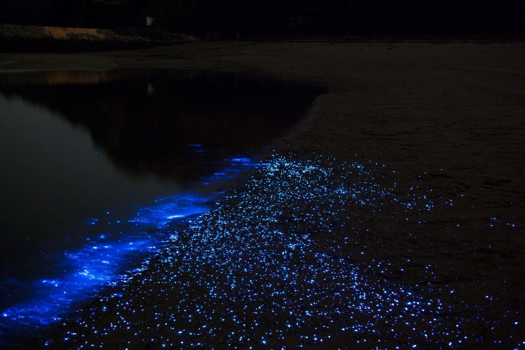 ほたる様 海ほたるおじさん」が見つめる、粟島の人と自然｜週刊みとよ ほんま